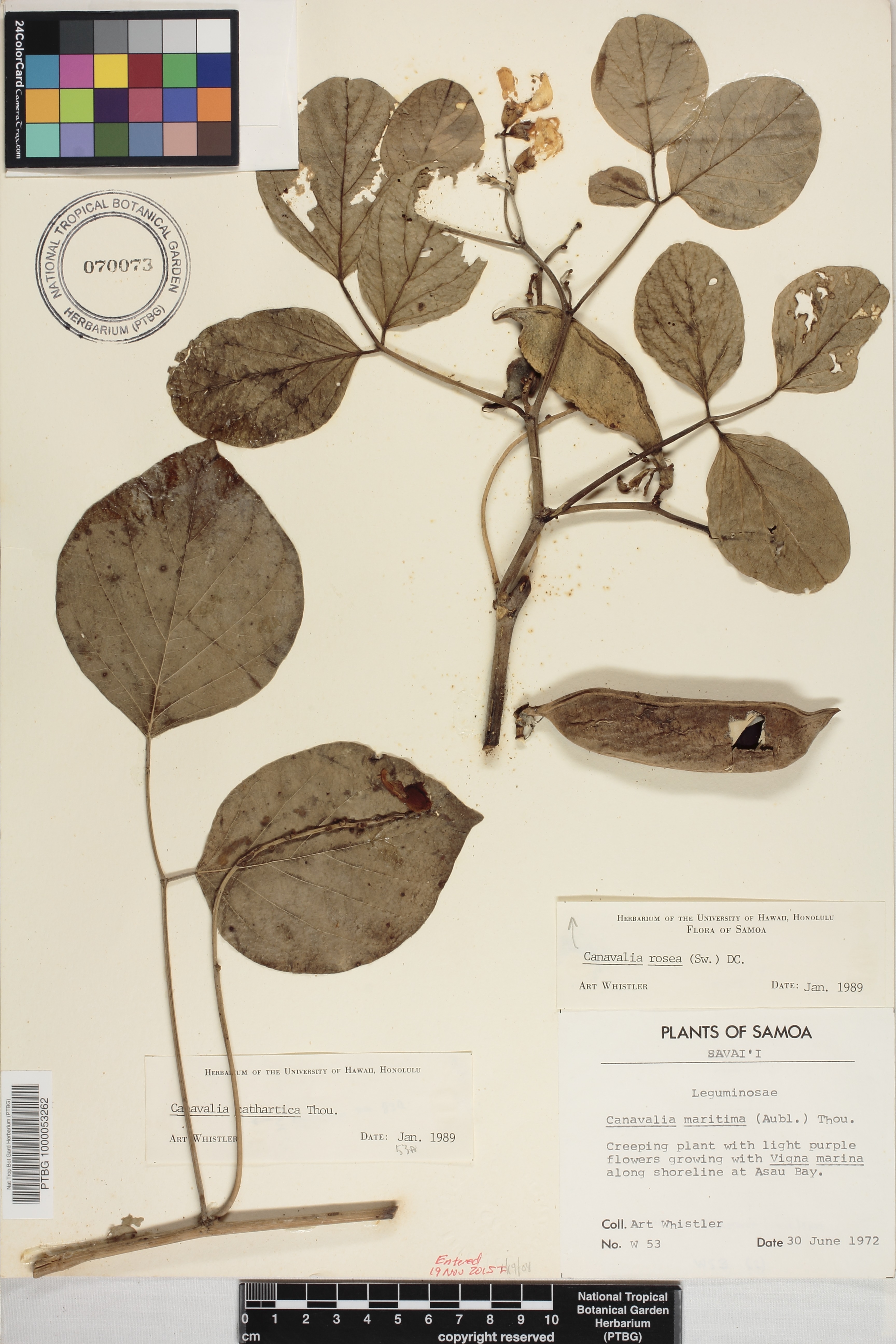 Canavalia image