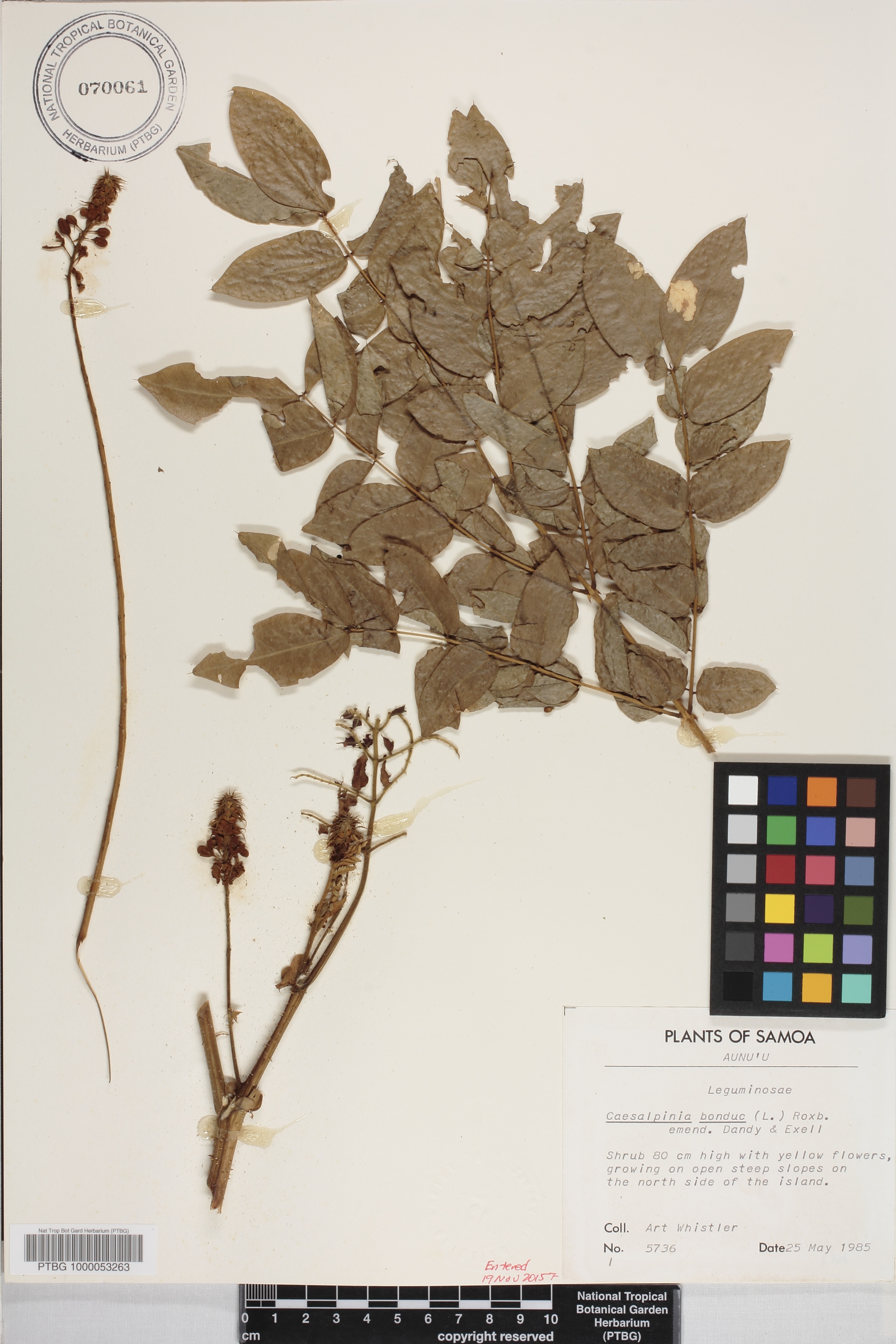 Caesalpinia bonduc image