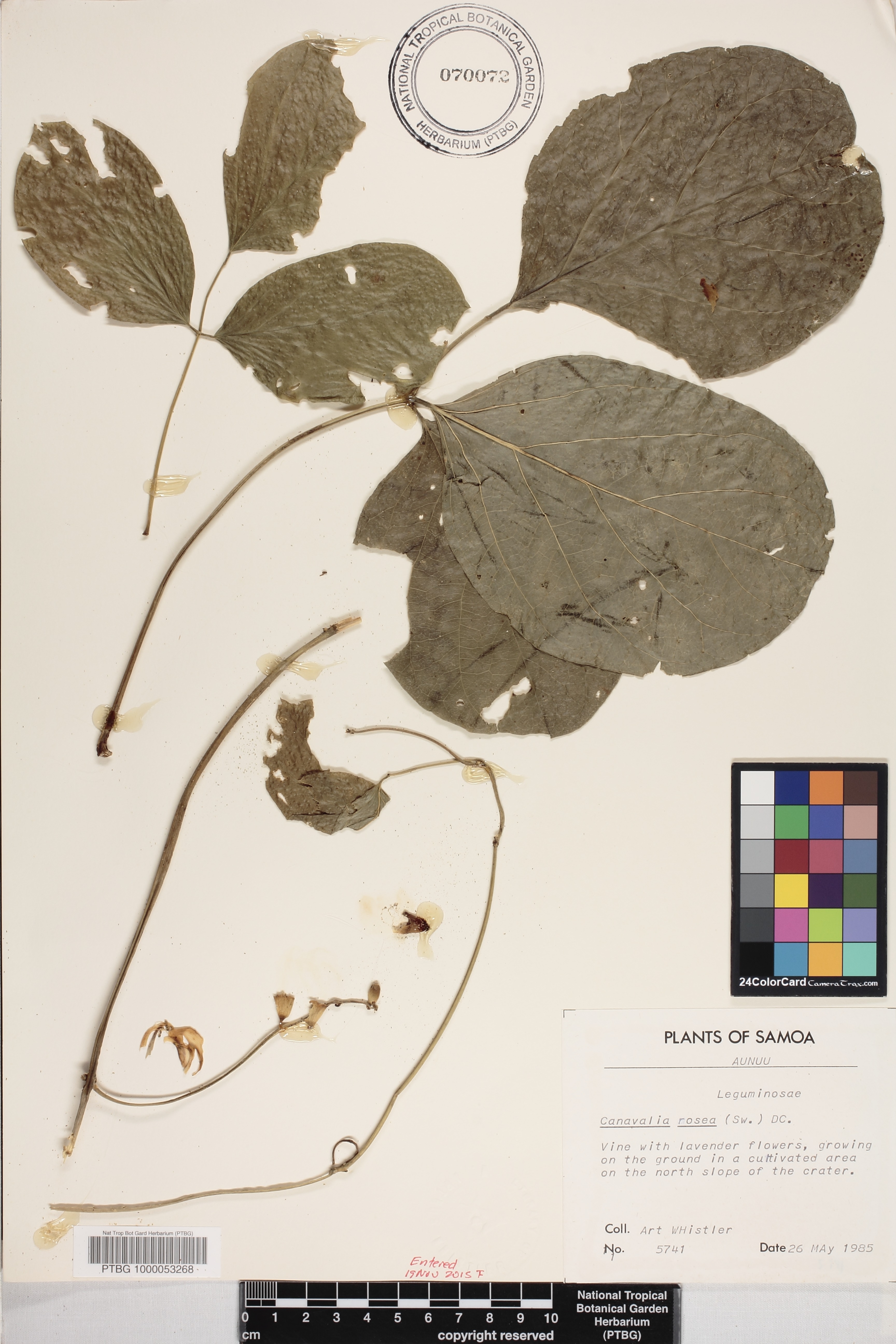 Canavalia image