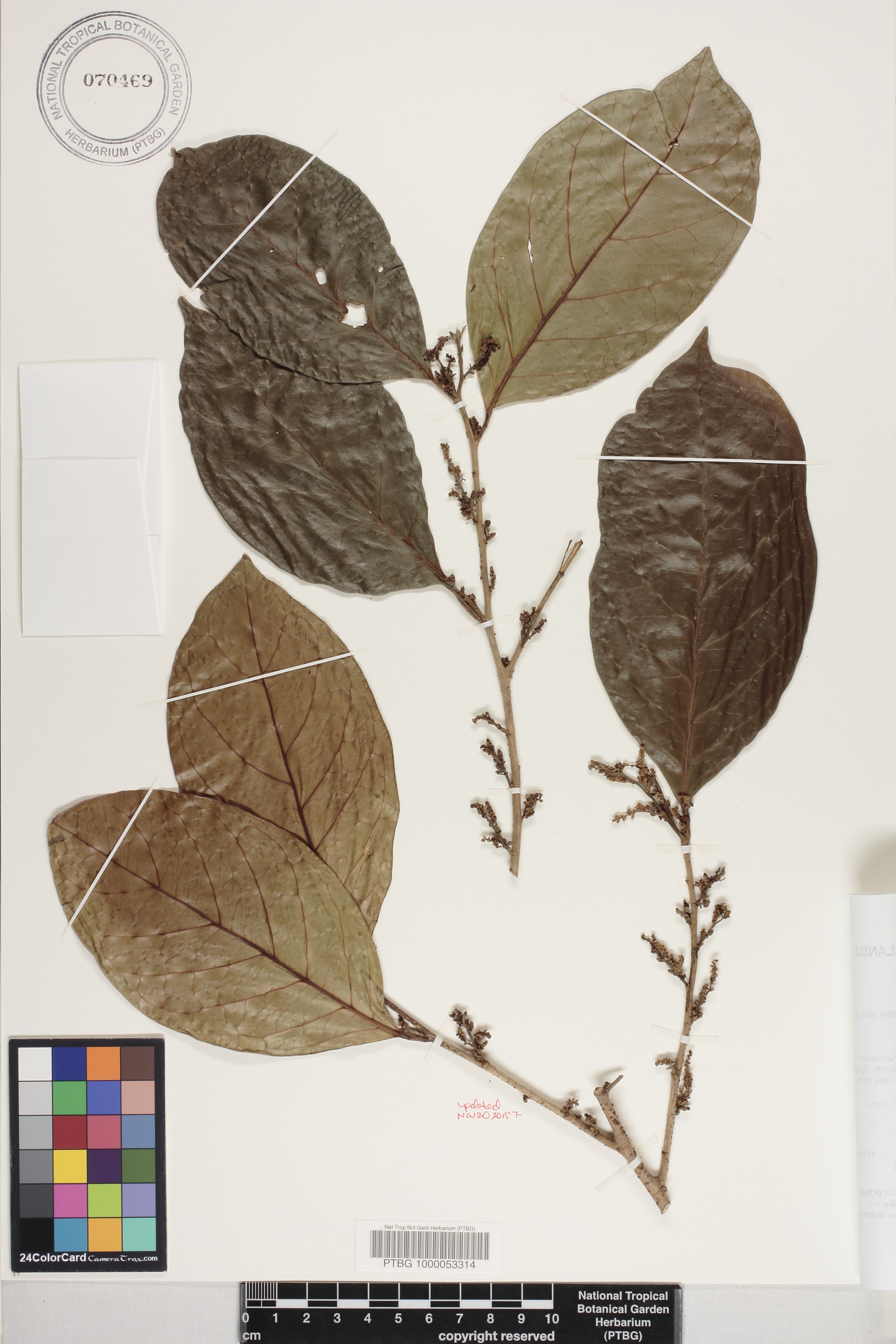 Antidesma excavatum var. excavatum image