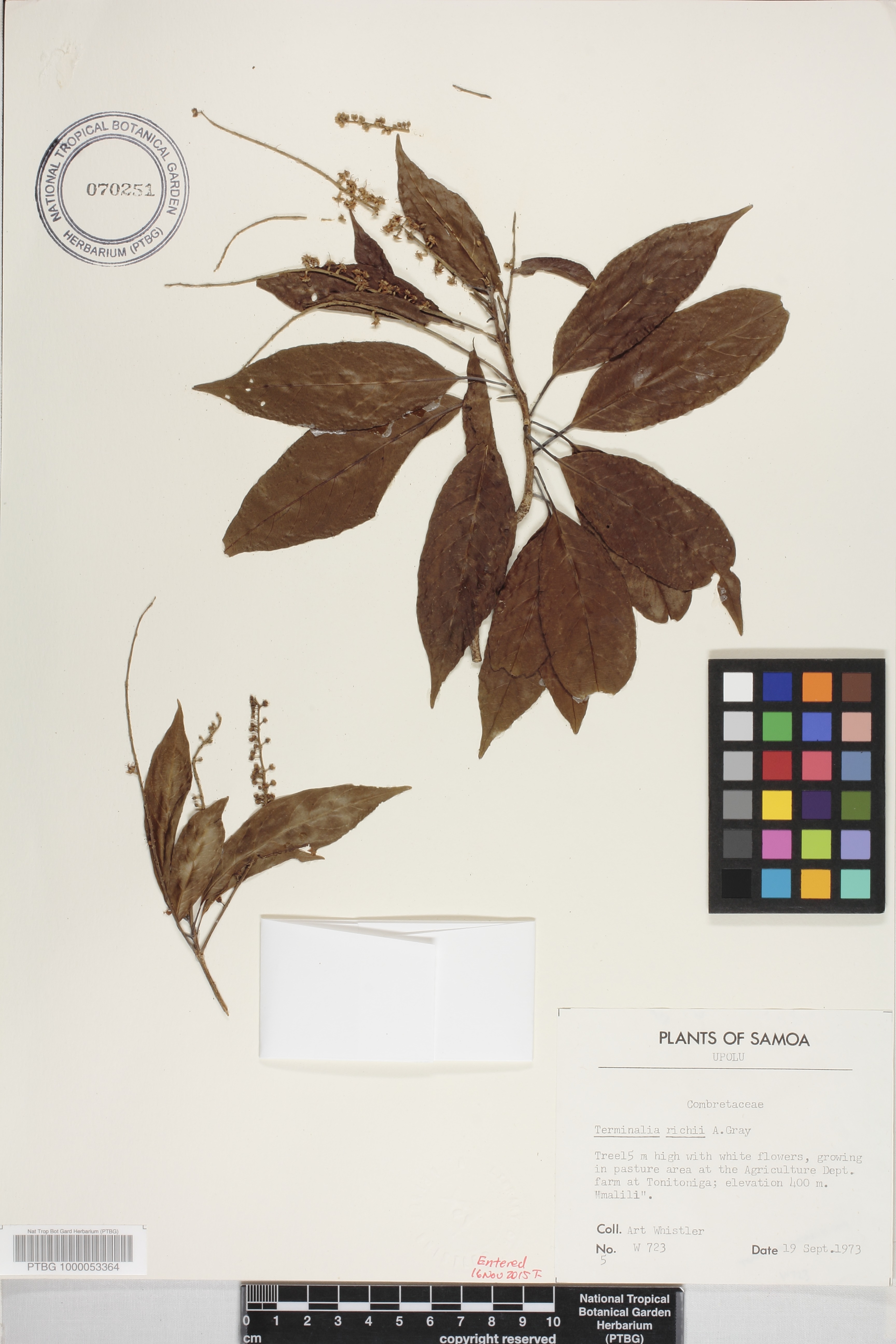 Terminalia image