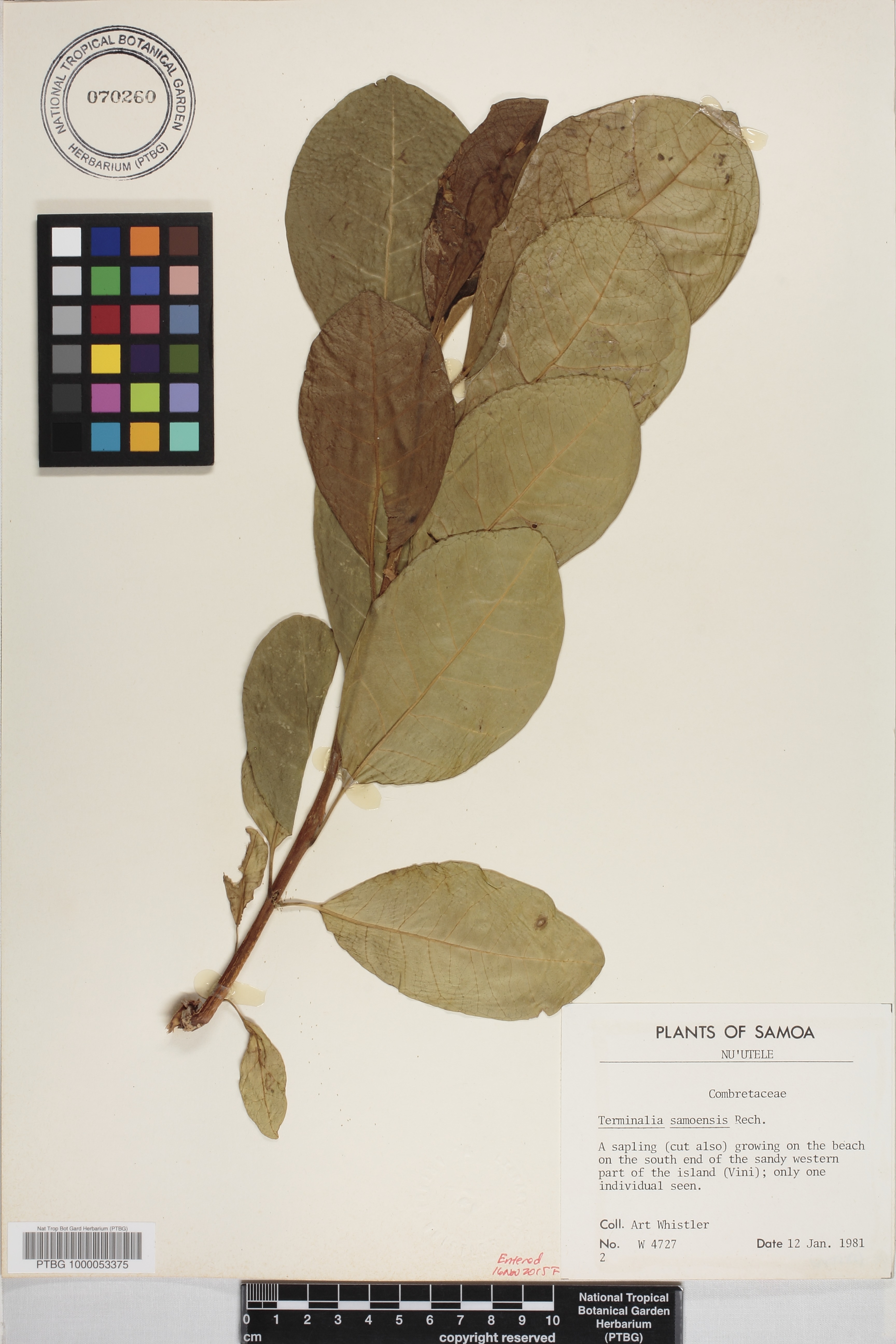 Terminalia samoensis image