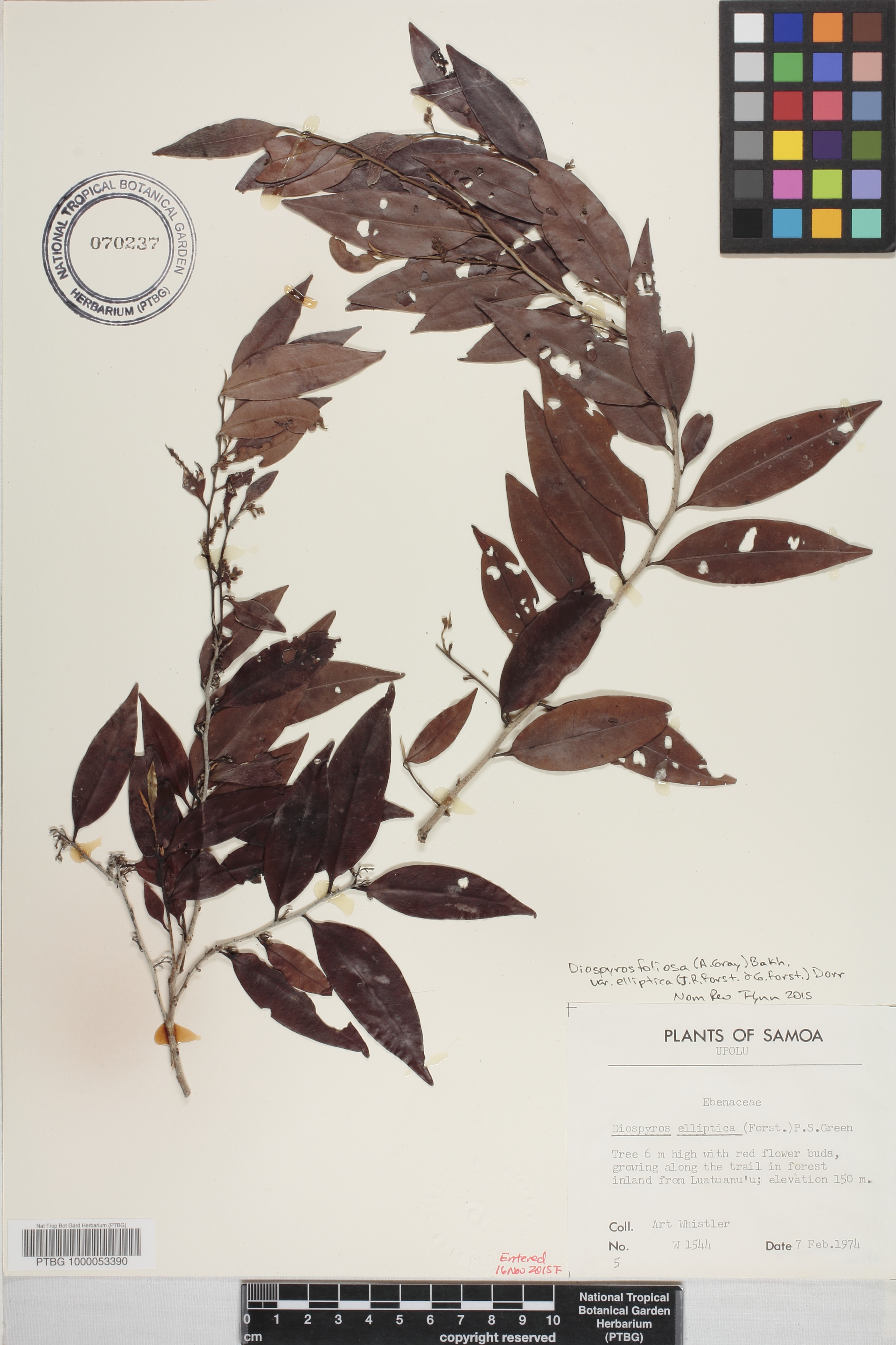 Diospyros foliosa image