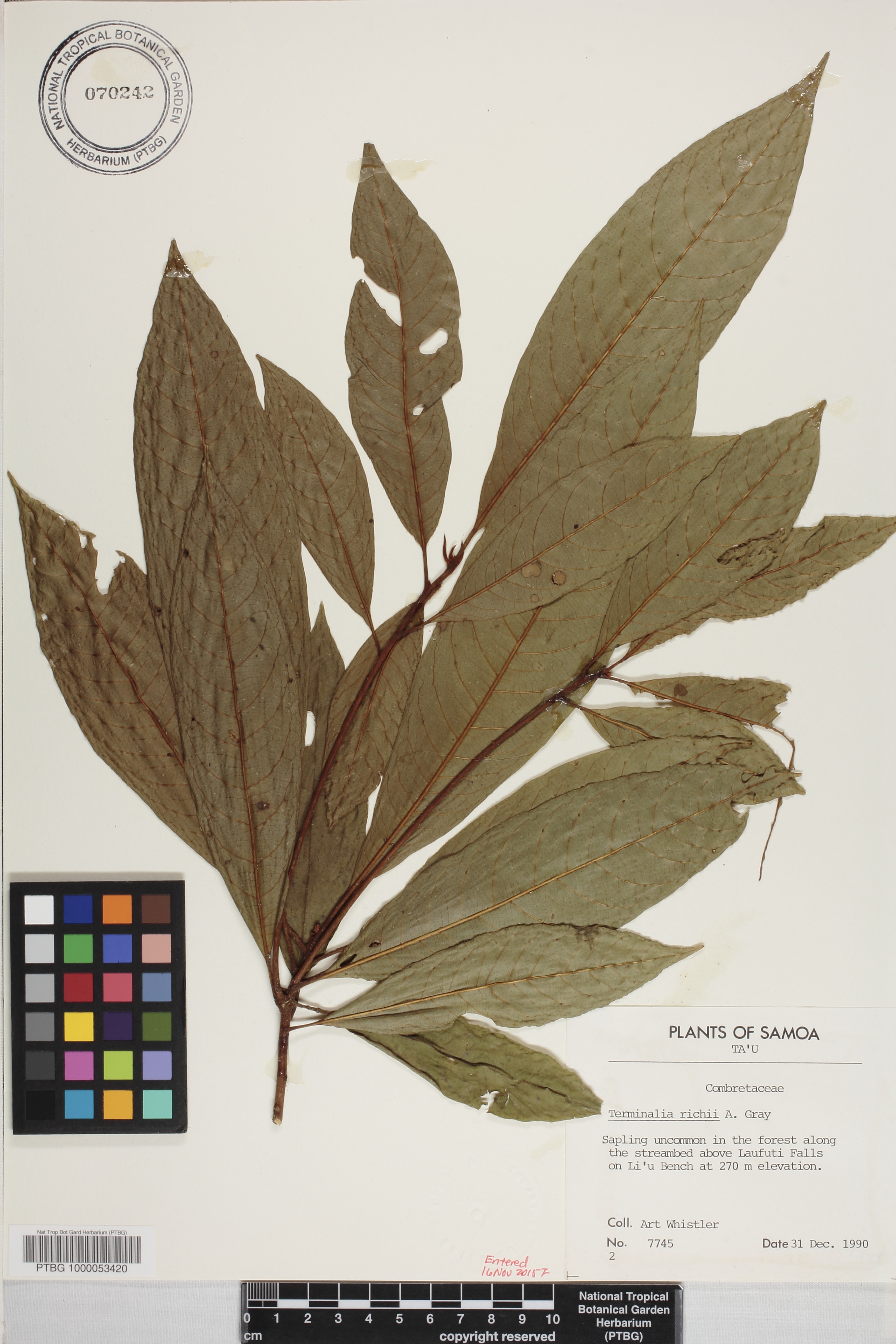 Terminalia richii image