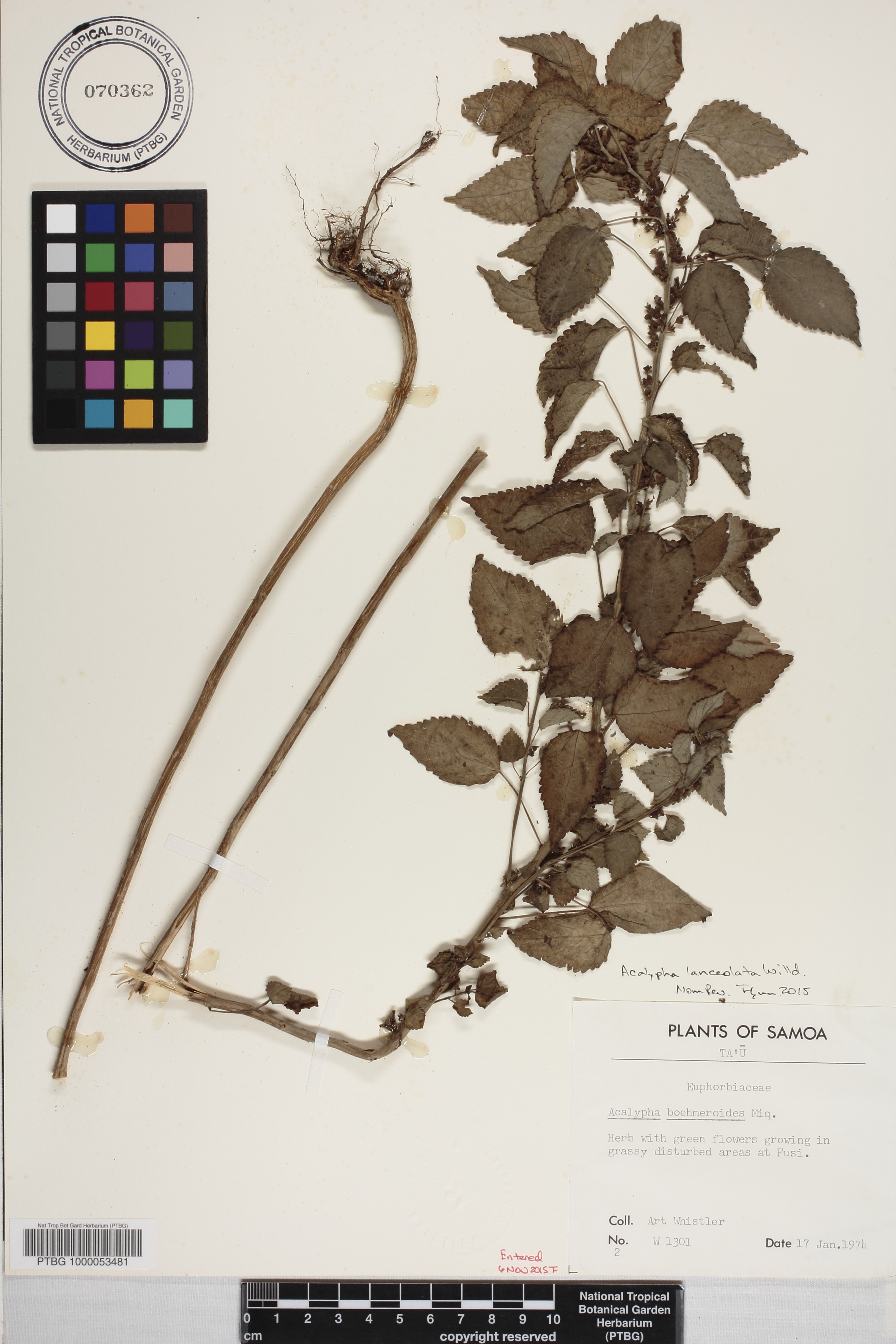 Acalypha lanceolata image