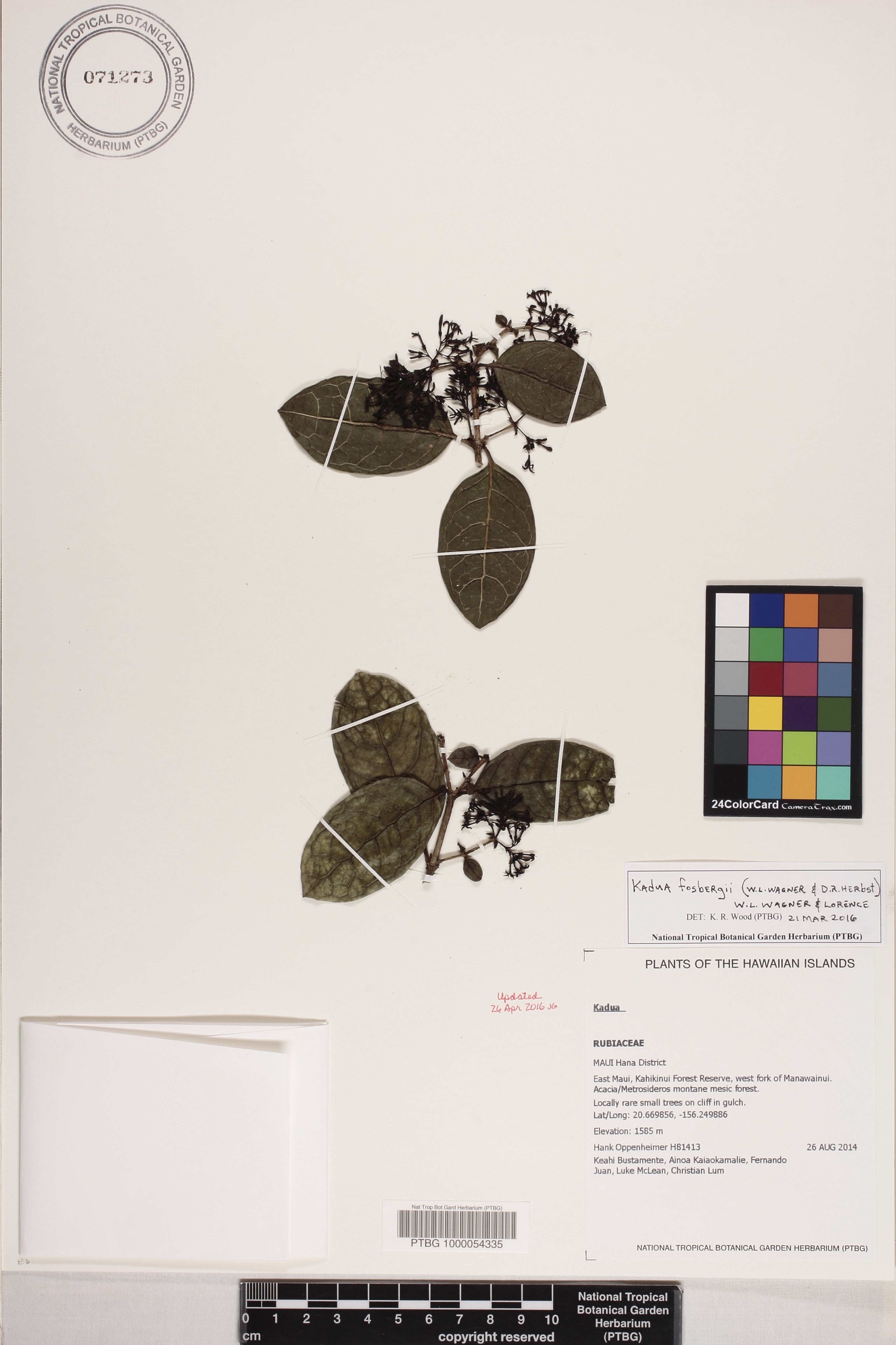 Kadua fosbergii image