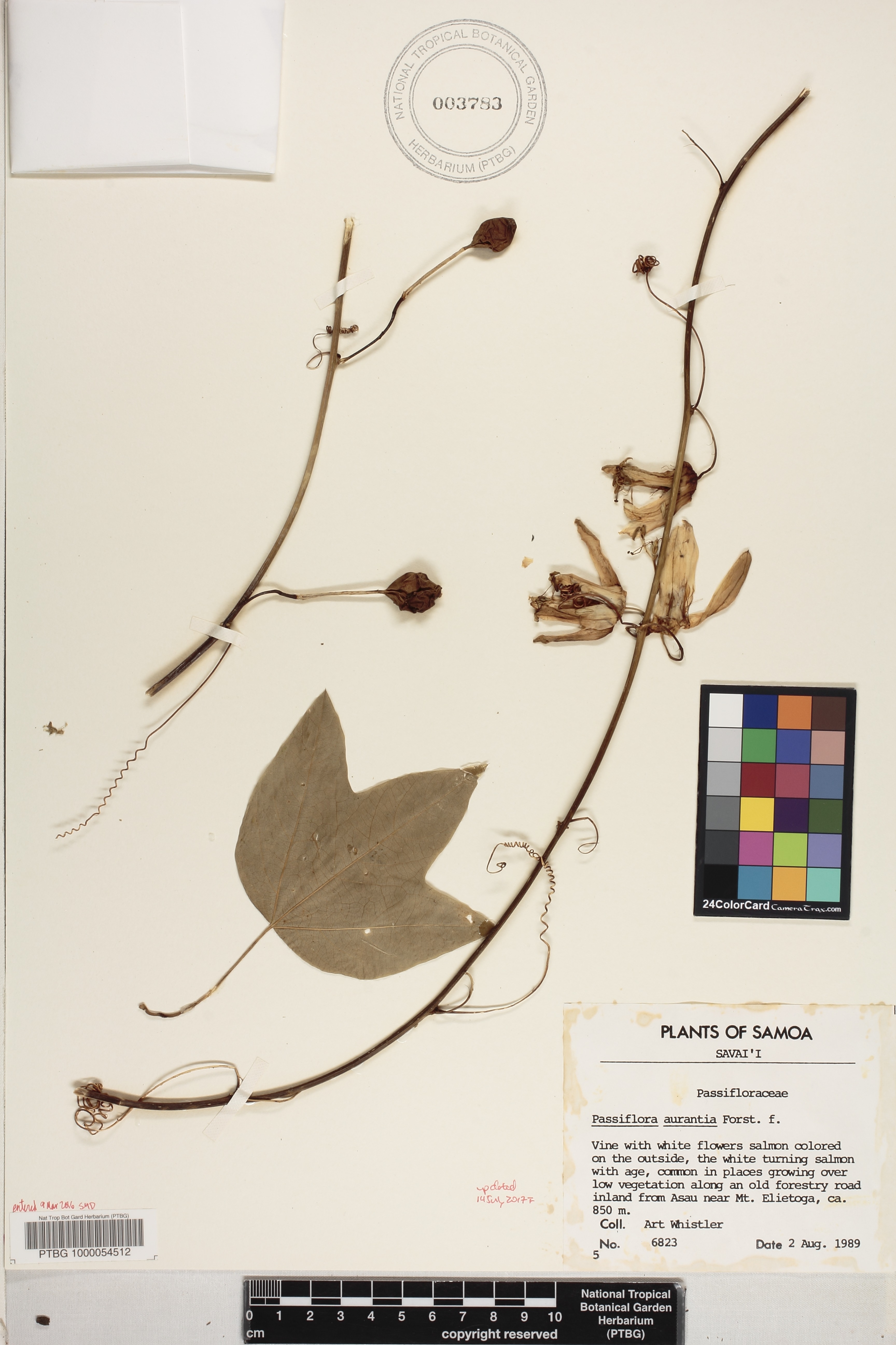 Passiflora aurantia image