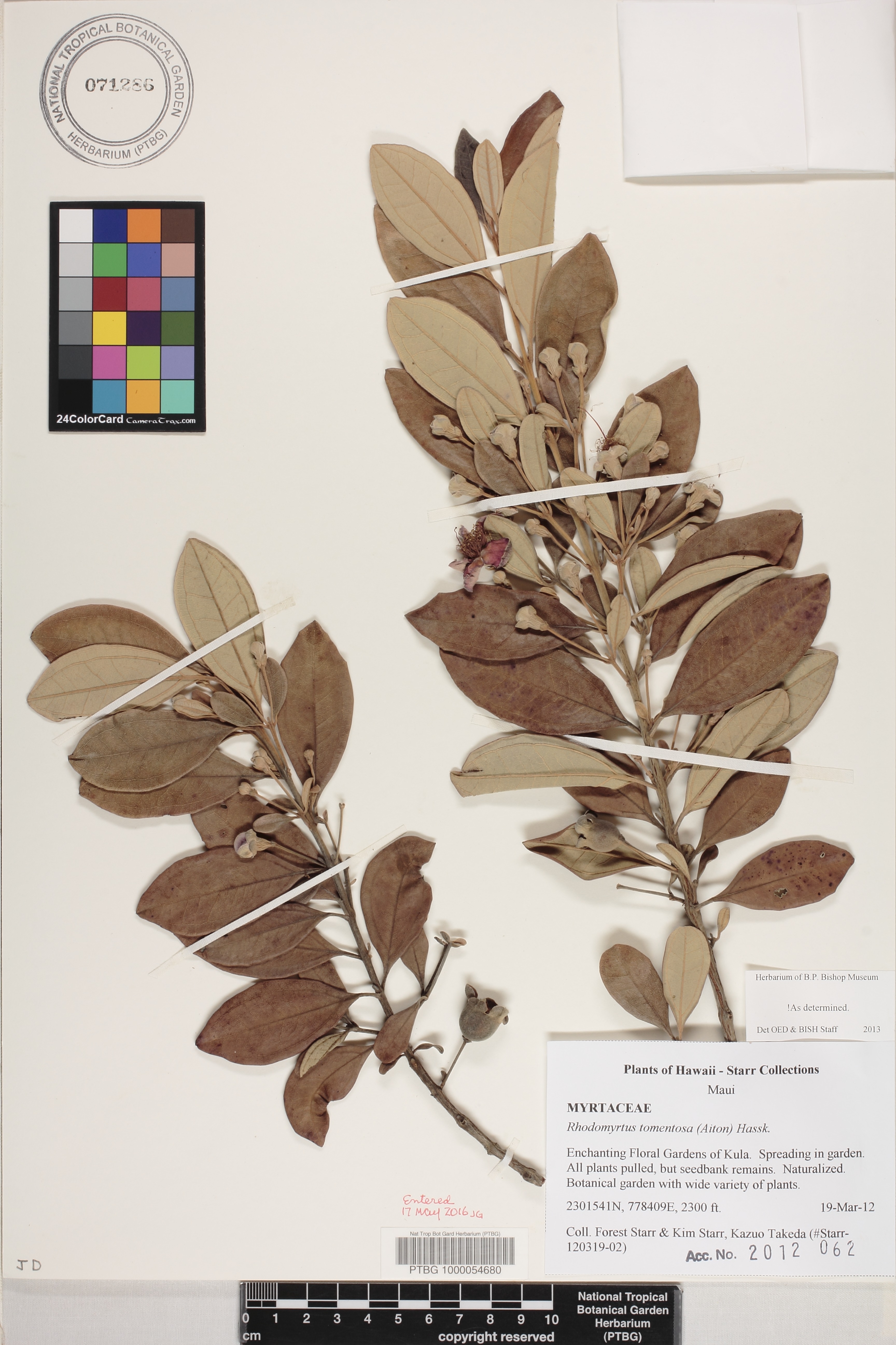 Rhodomyrtus image