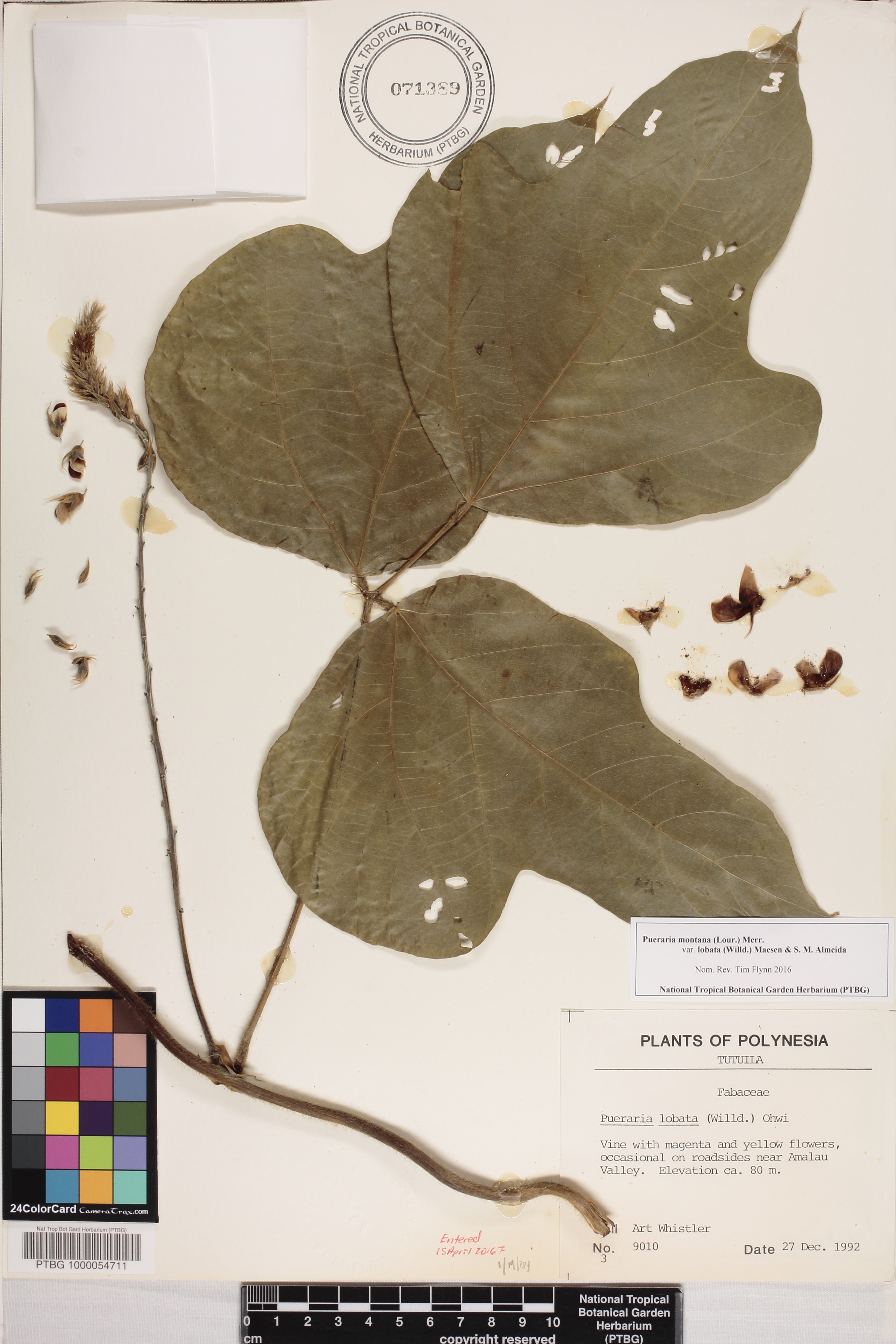 Pueraria montana var. lobata image
