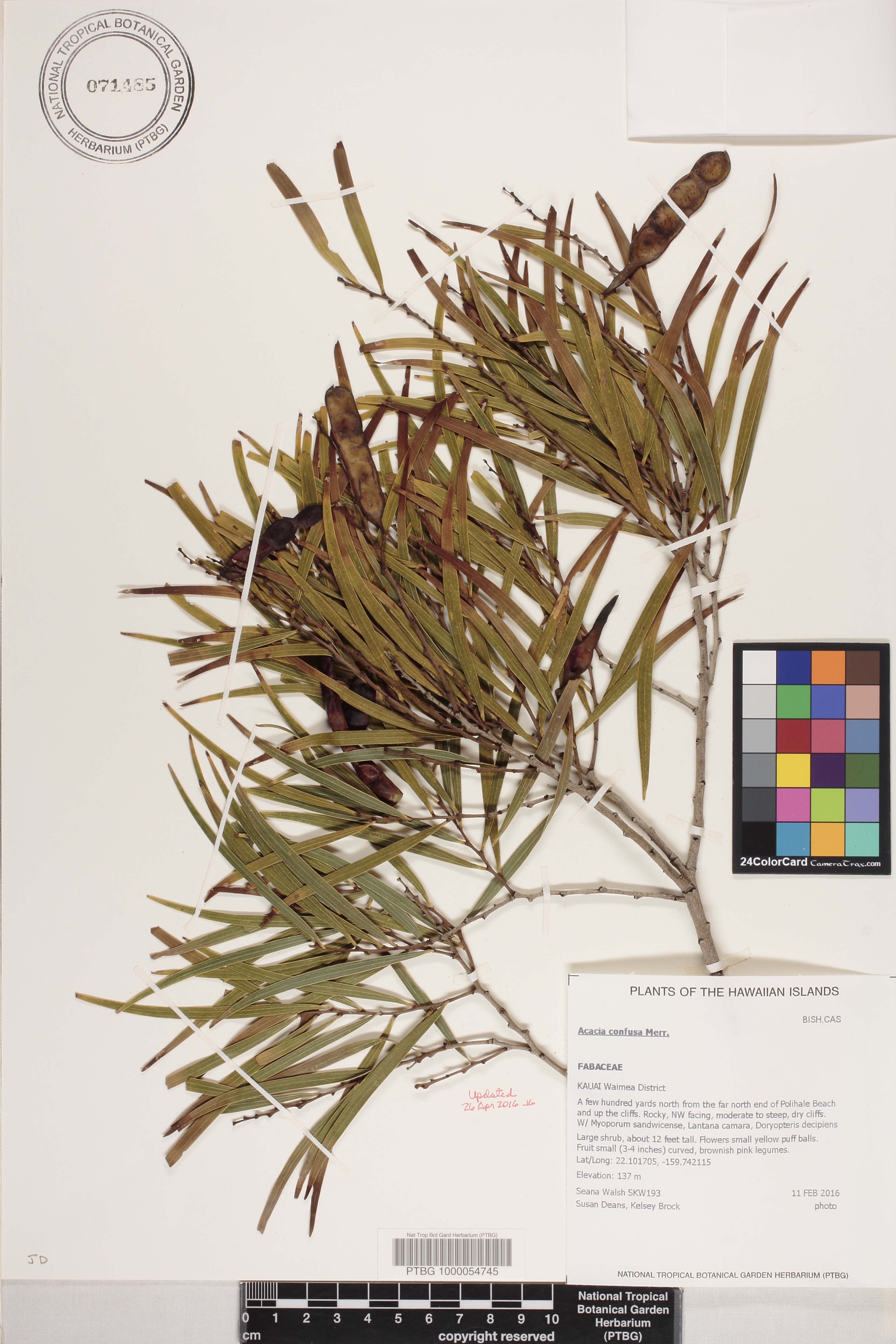 Acacia confusa image