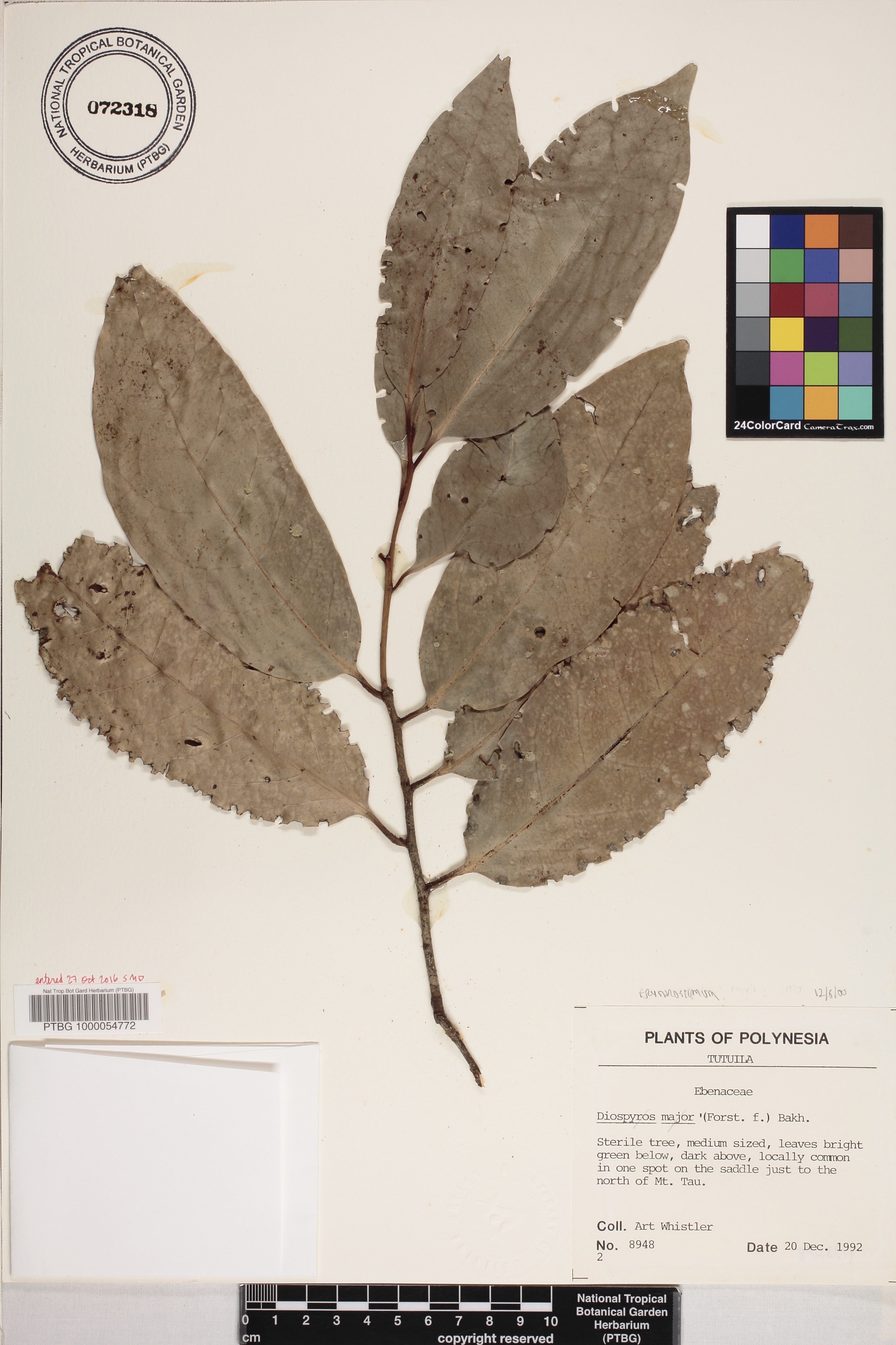 Achariaceae image