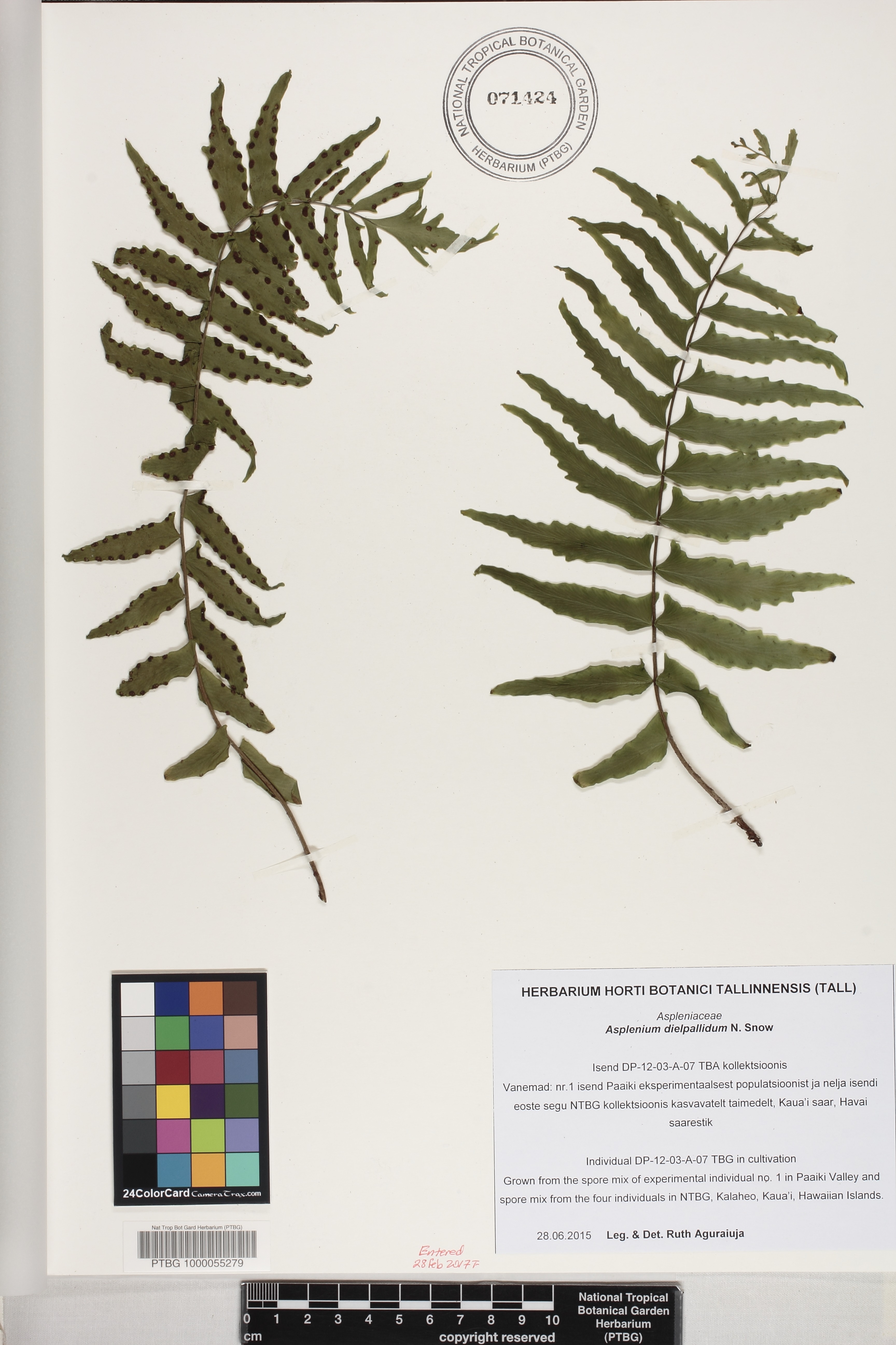 Asplenium dielpallidum image