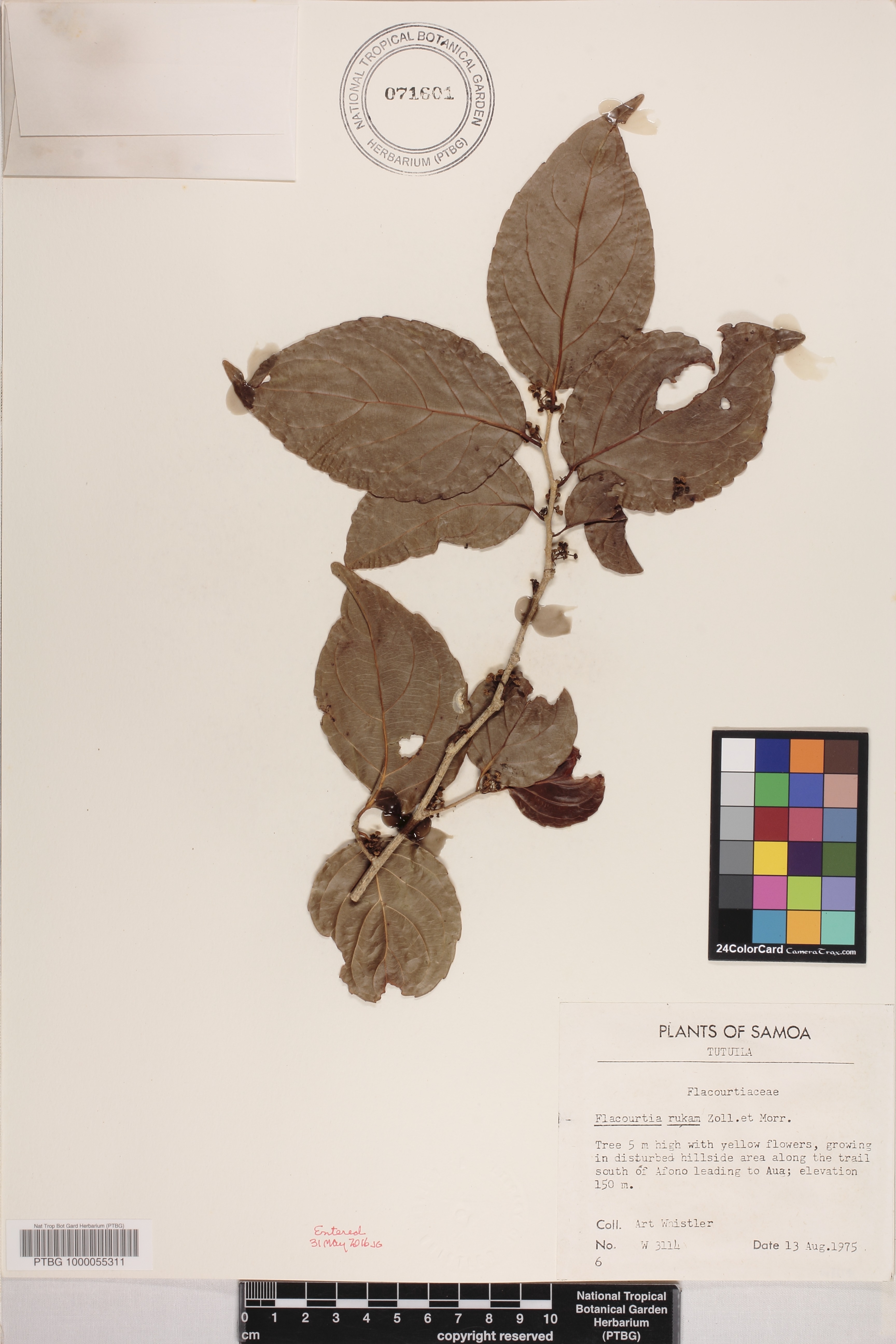 Flacourtia rukam image