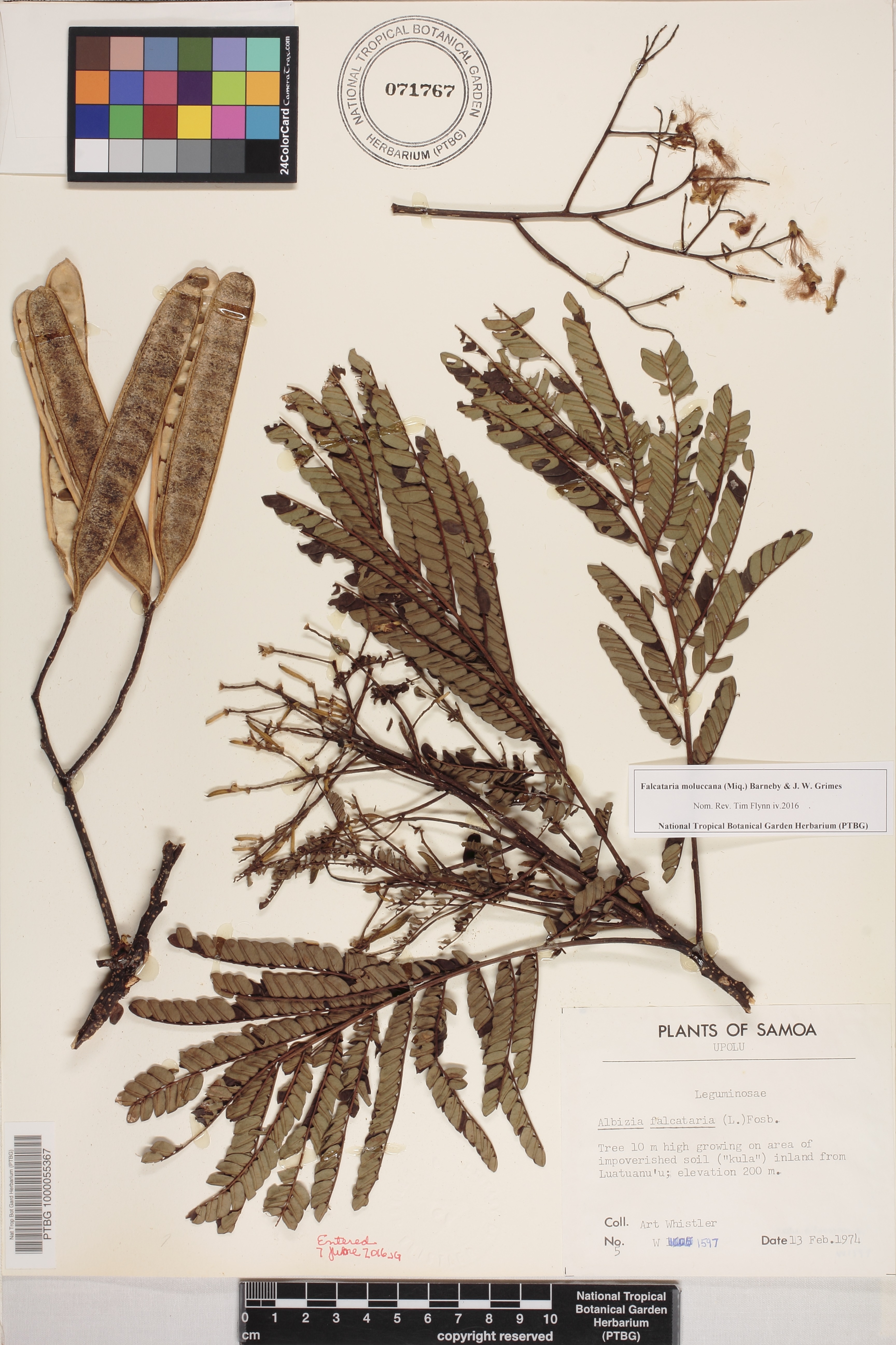 Falcataria moluccana image