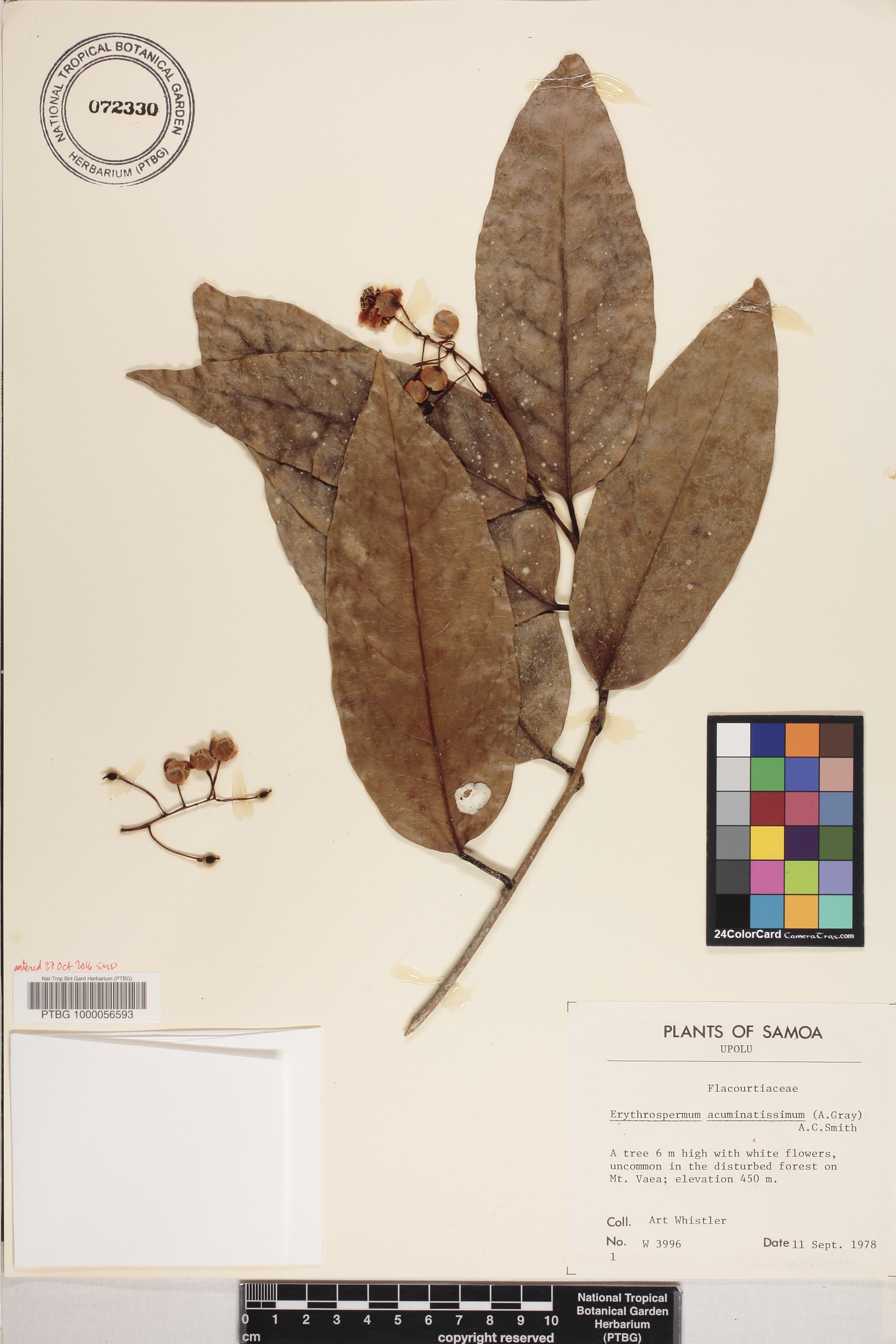 Achariaceae image