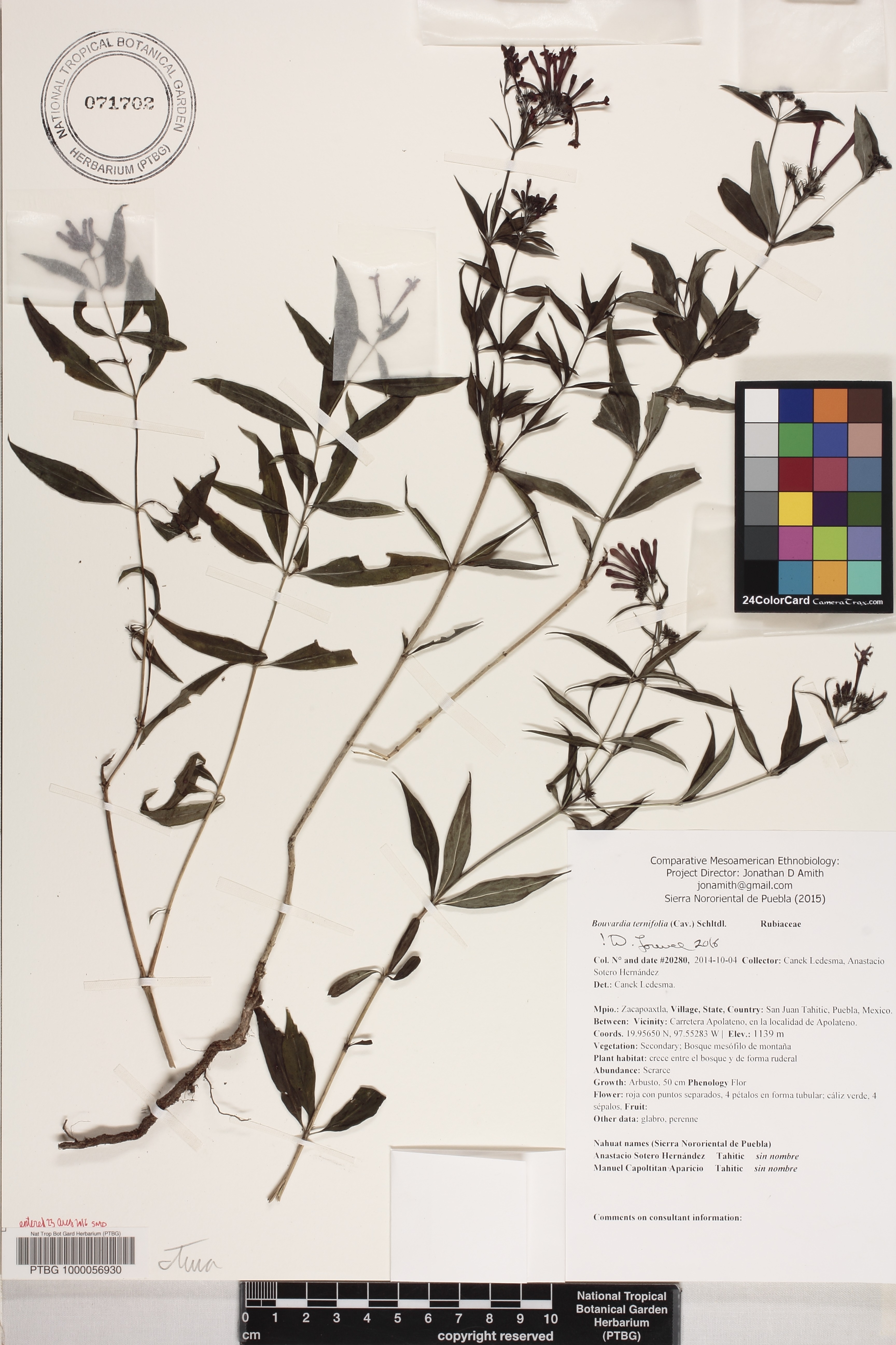 Bouvardia ternifolia image