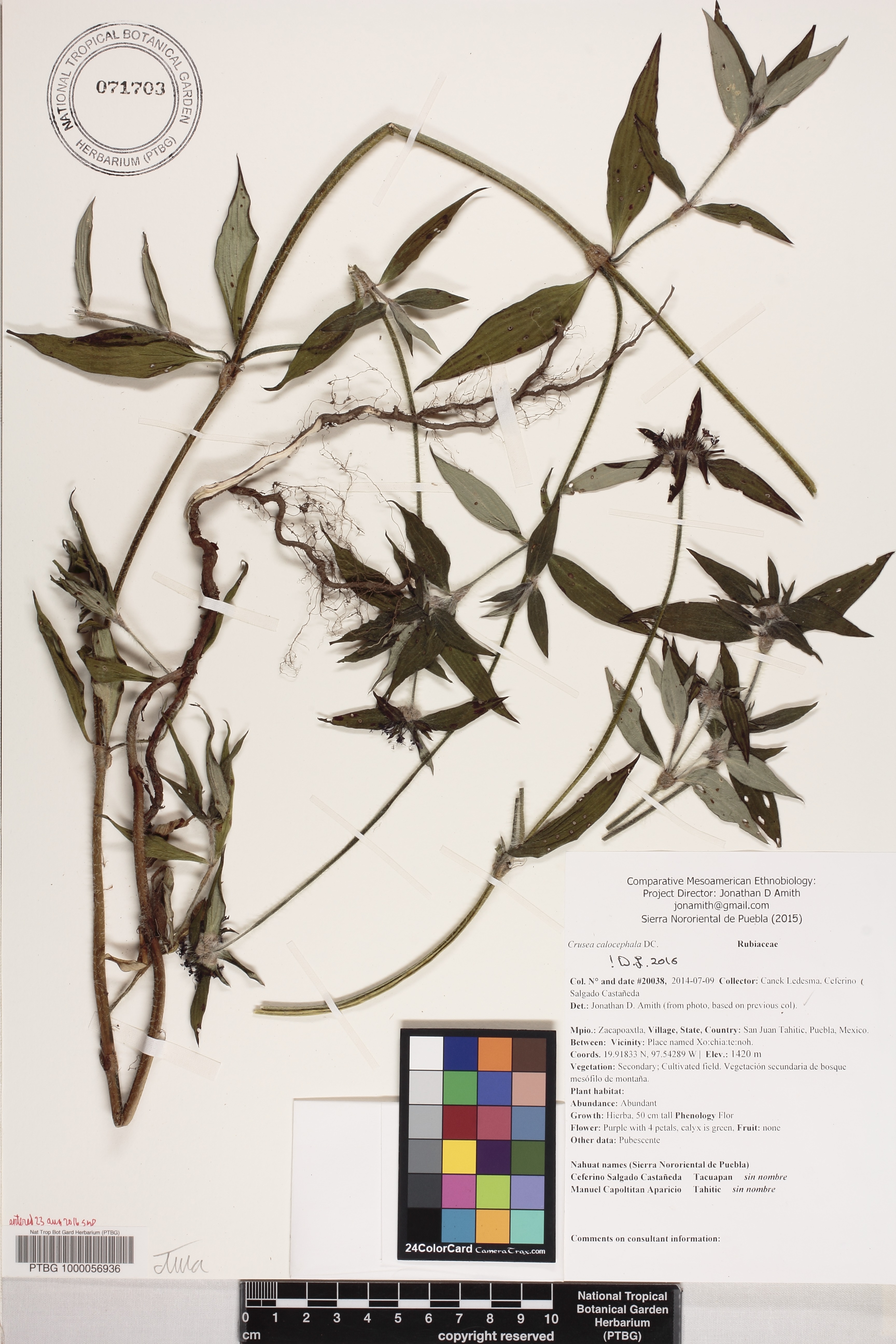 Crusea calocephala image