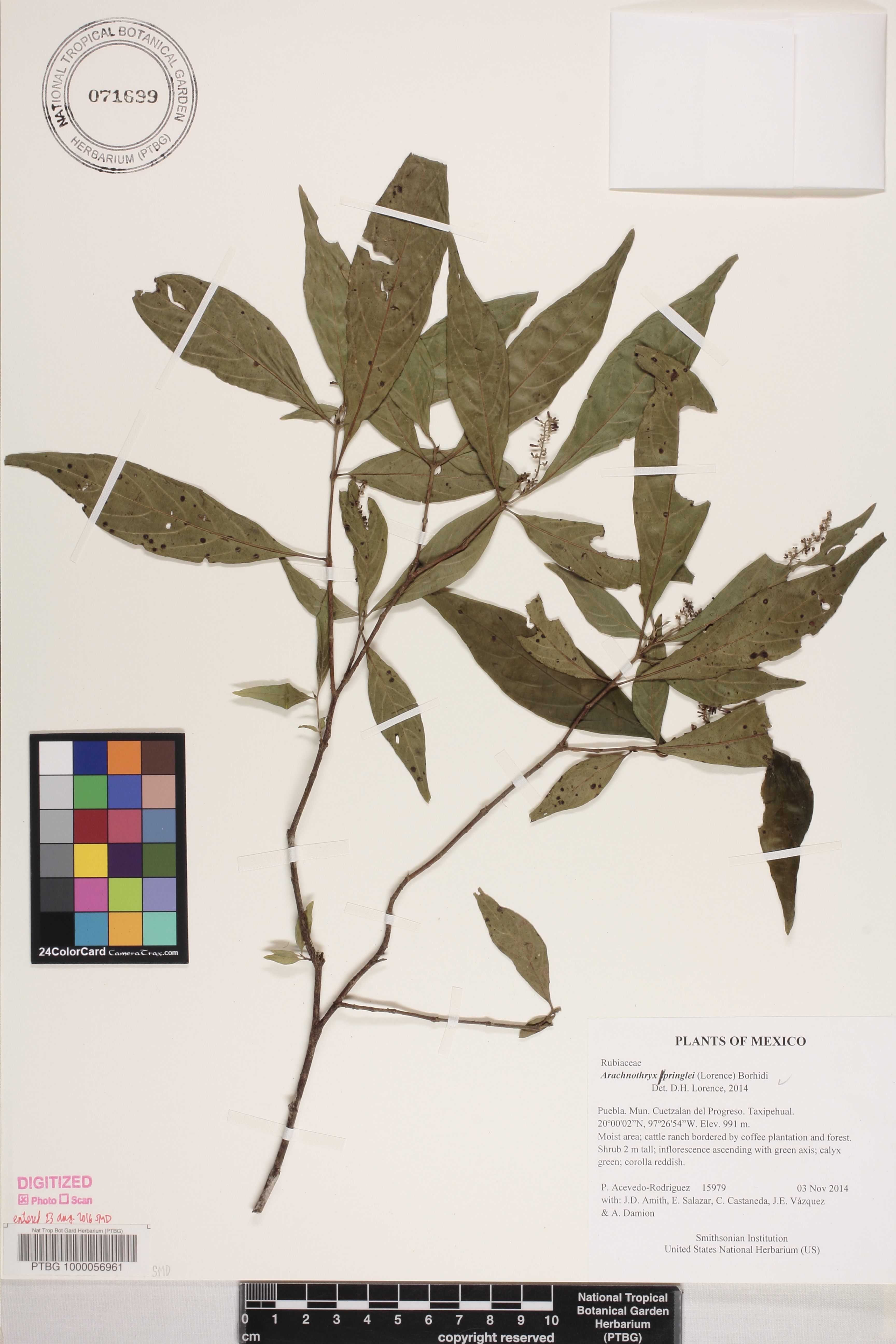 Arachnothryx capitellata image