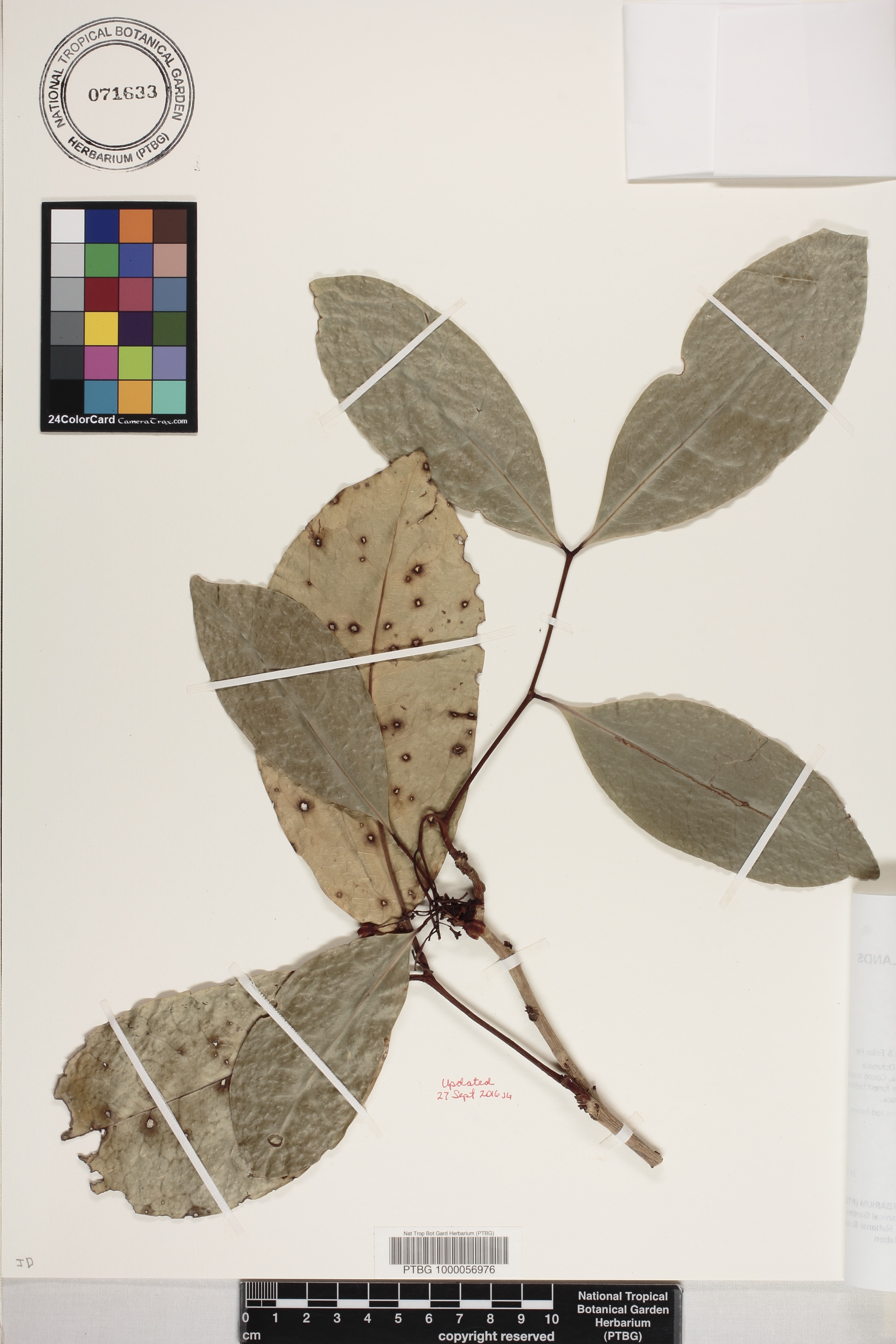 Xylocarpus granatum image