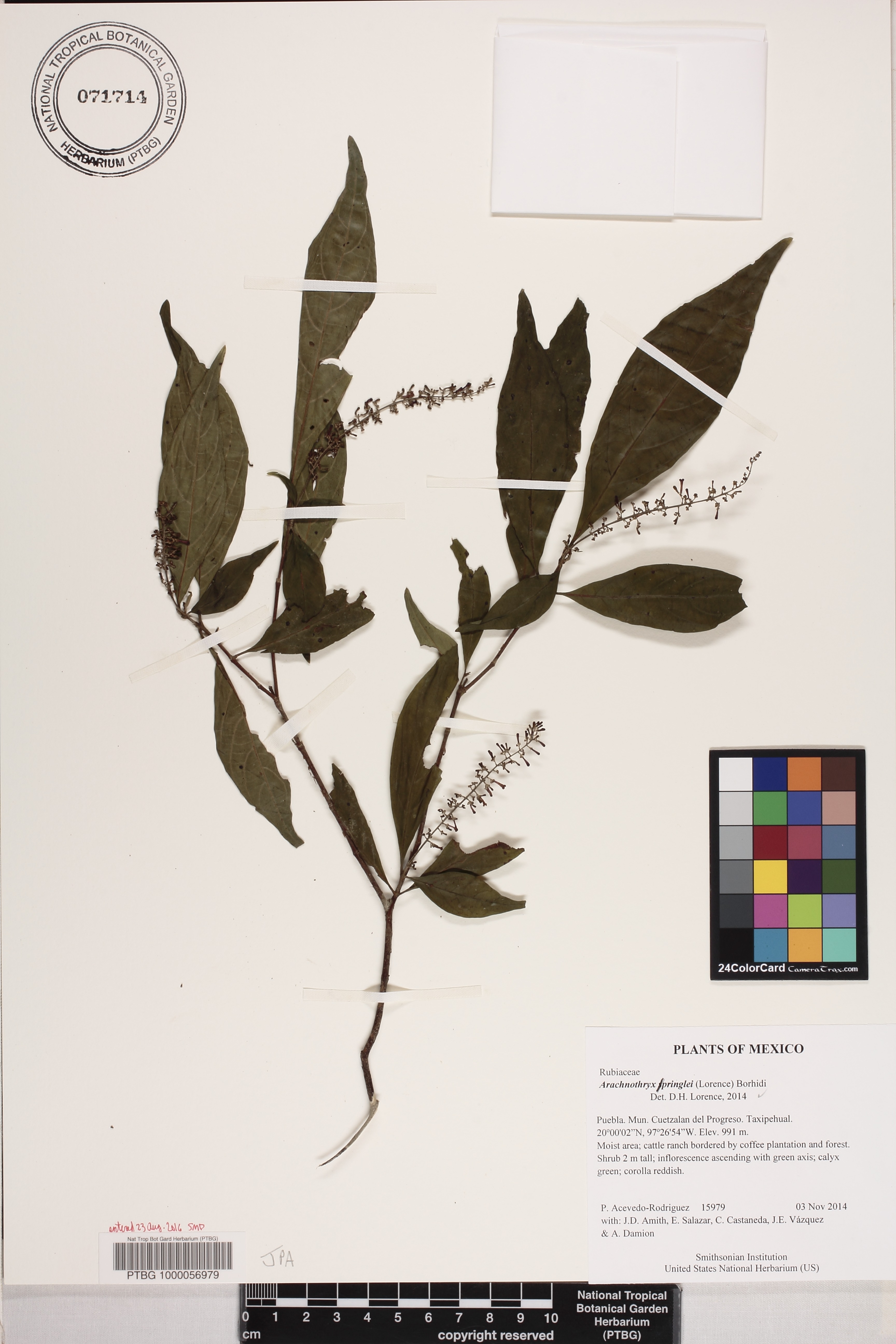 Arachnothryx capitellata subsp. pringlei image