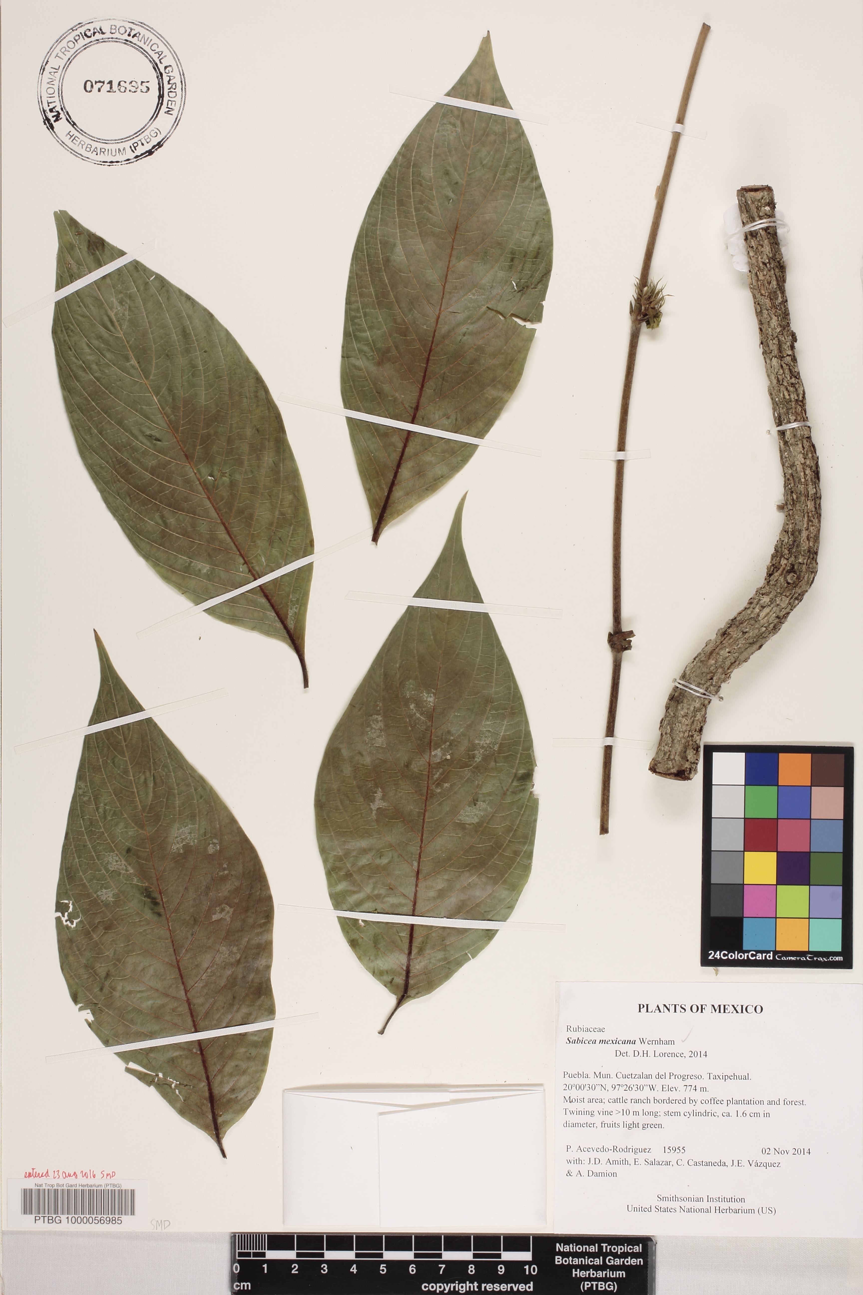 Sabicea mexicana image
