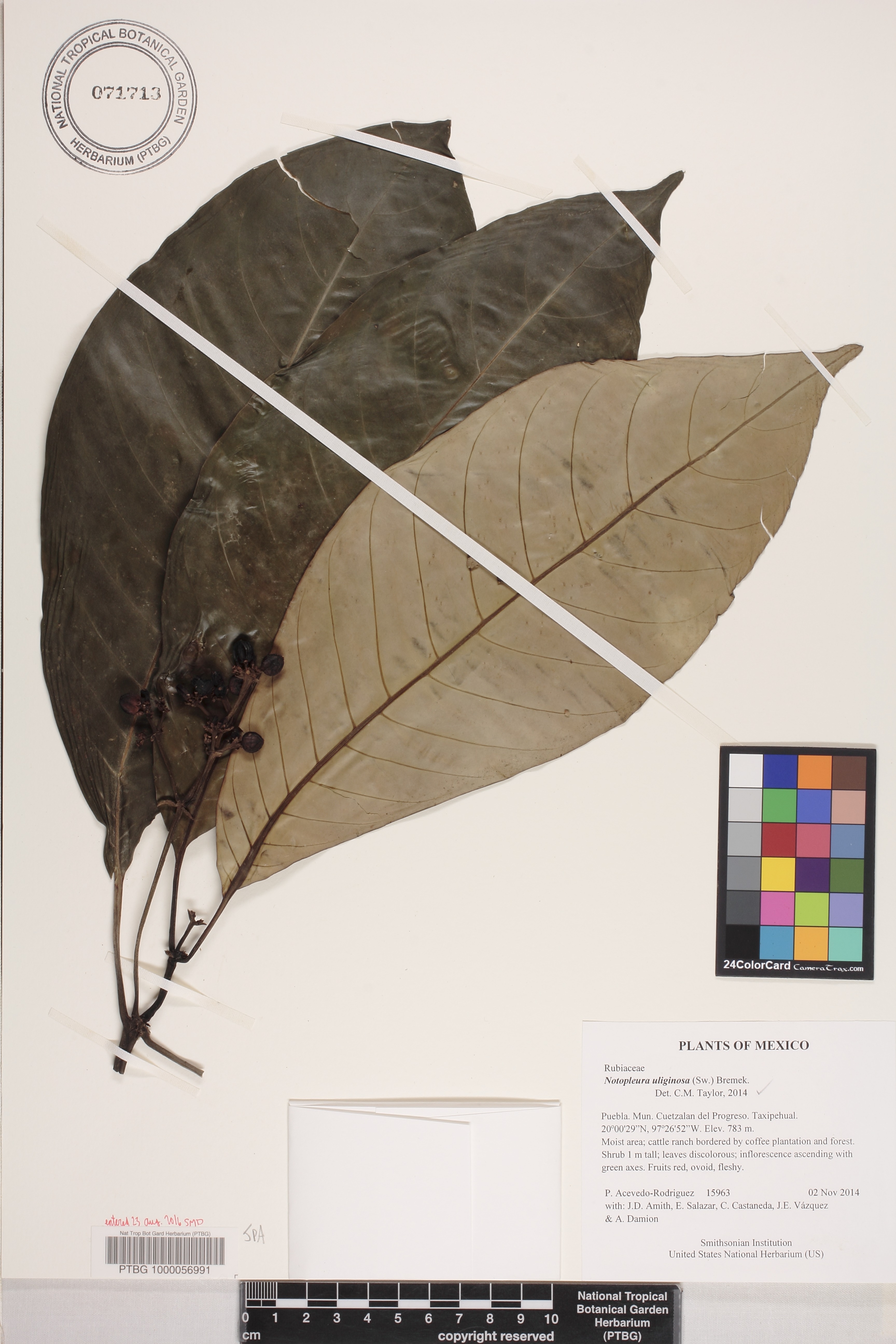 Notopleura uliginosa image