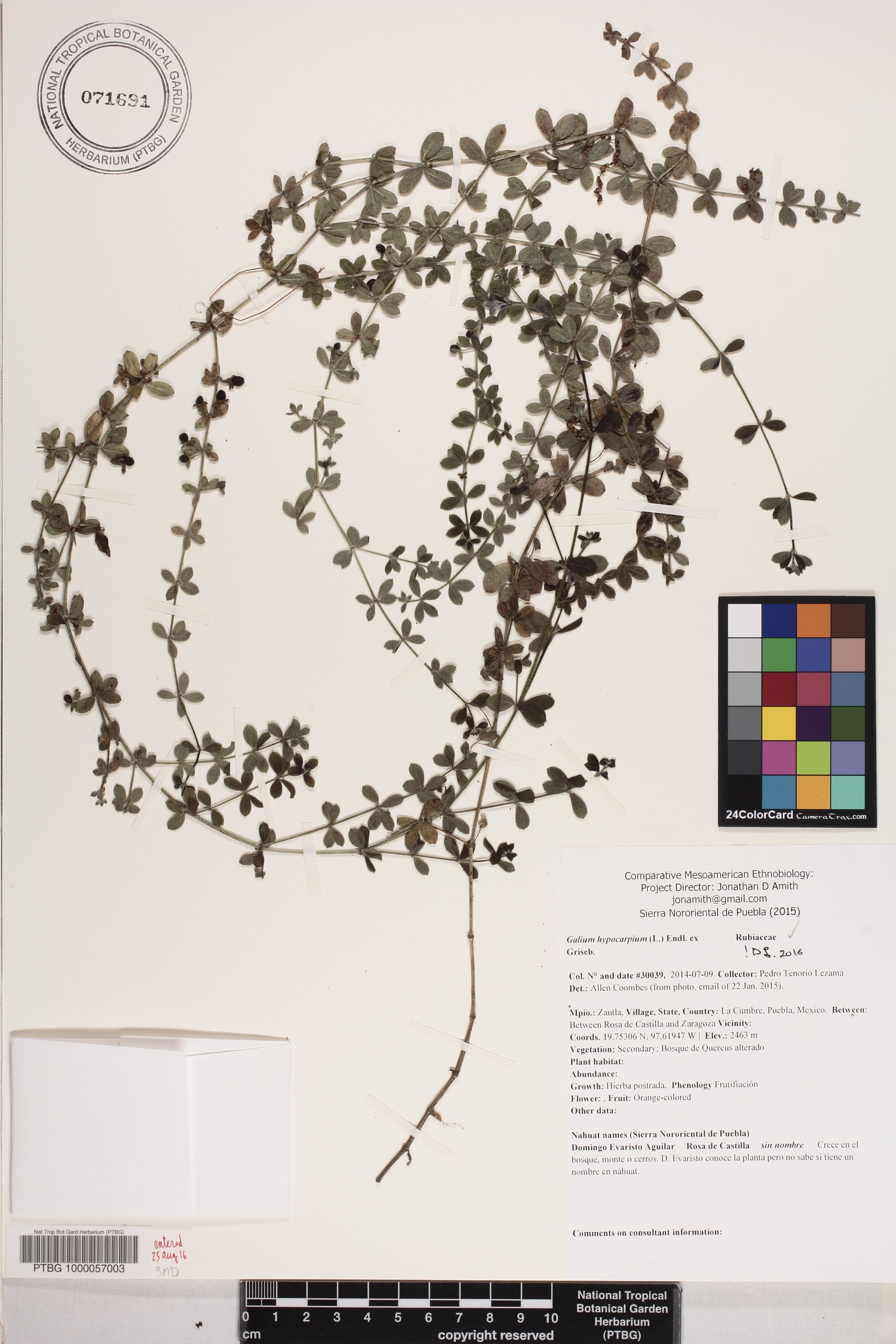 Galium hypocarpium image