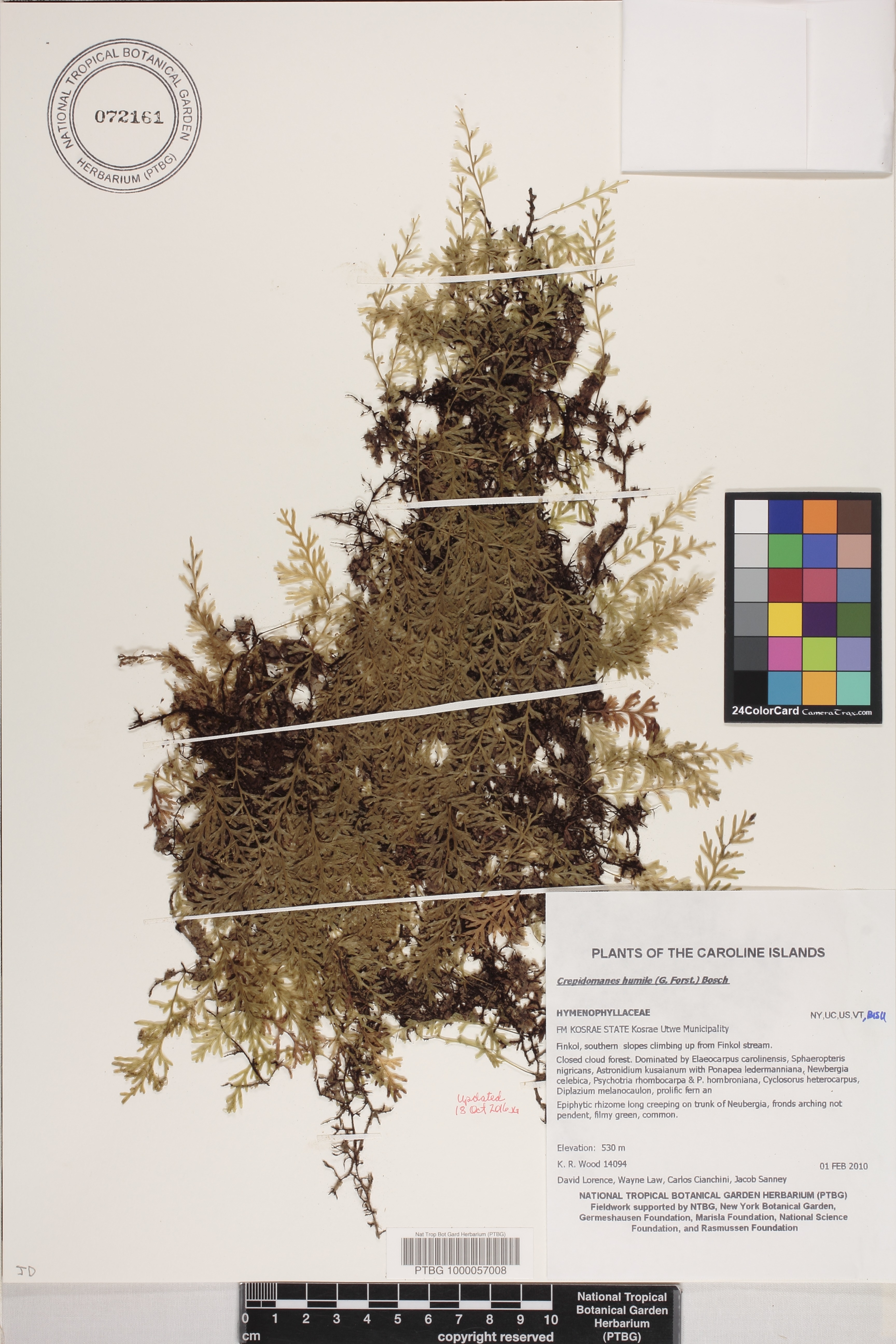 Crepidomanes image