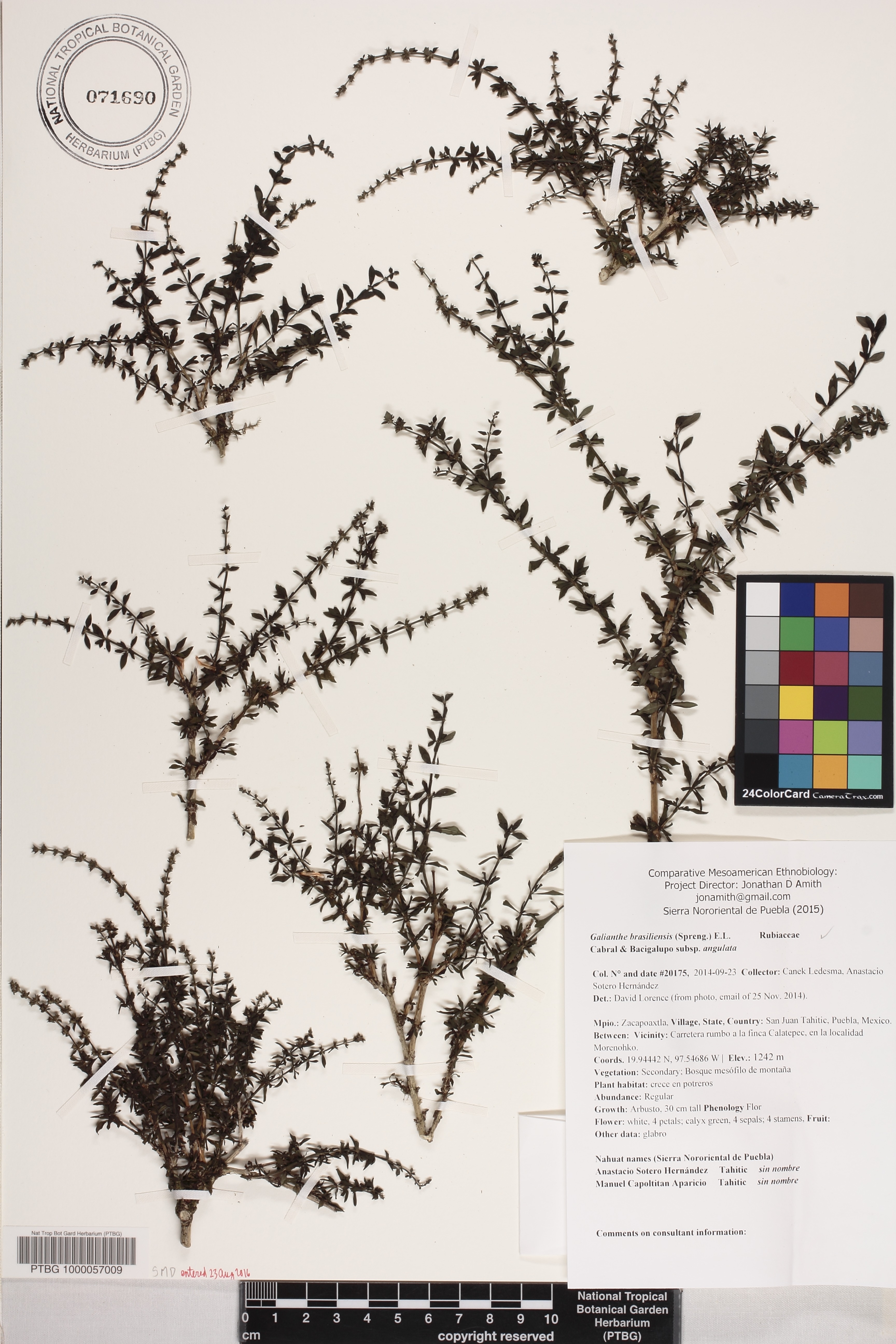Galianthe brasiliensis subsp. angulata image