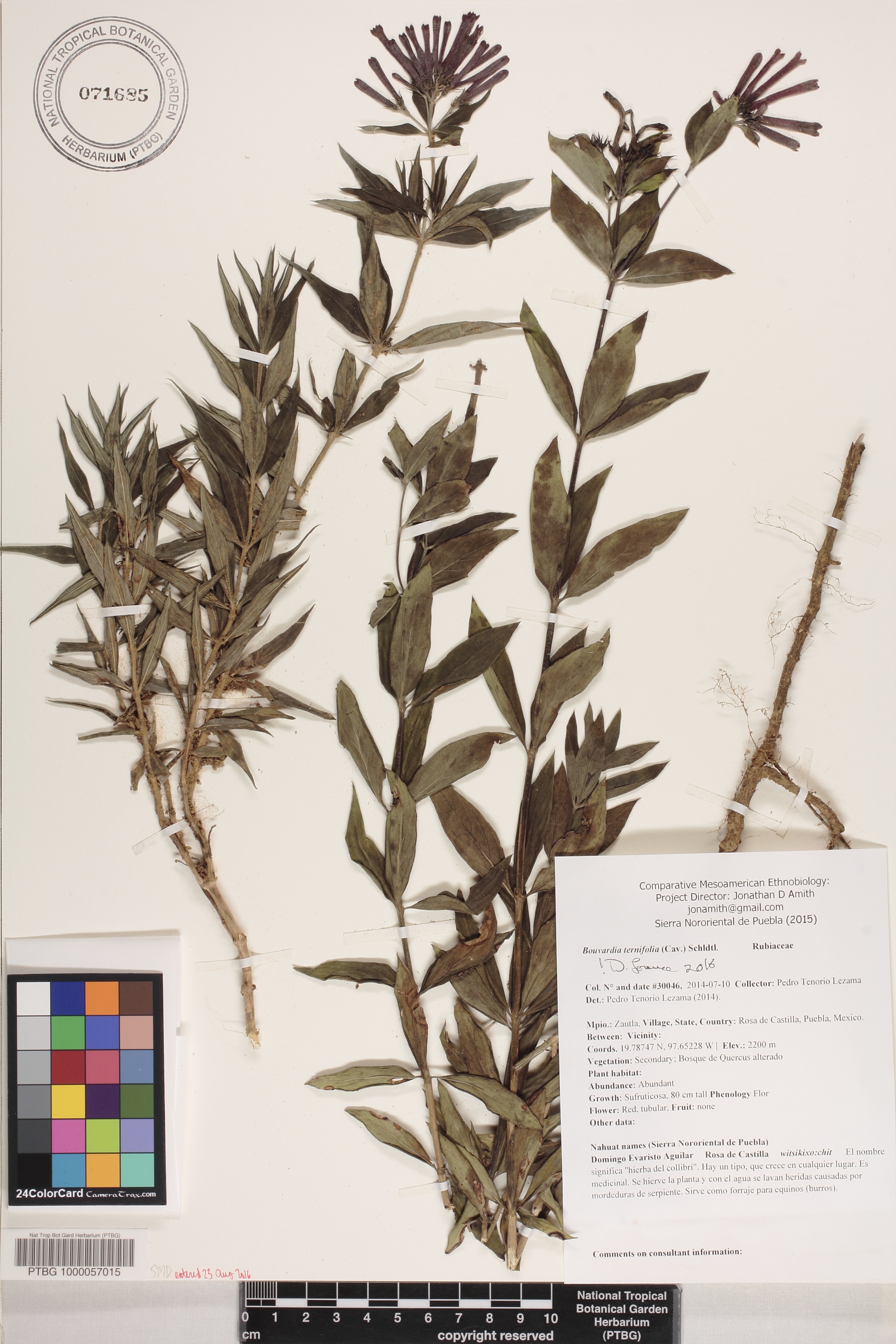 Bouvardia tenuifolia image