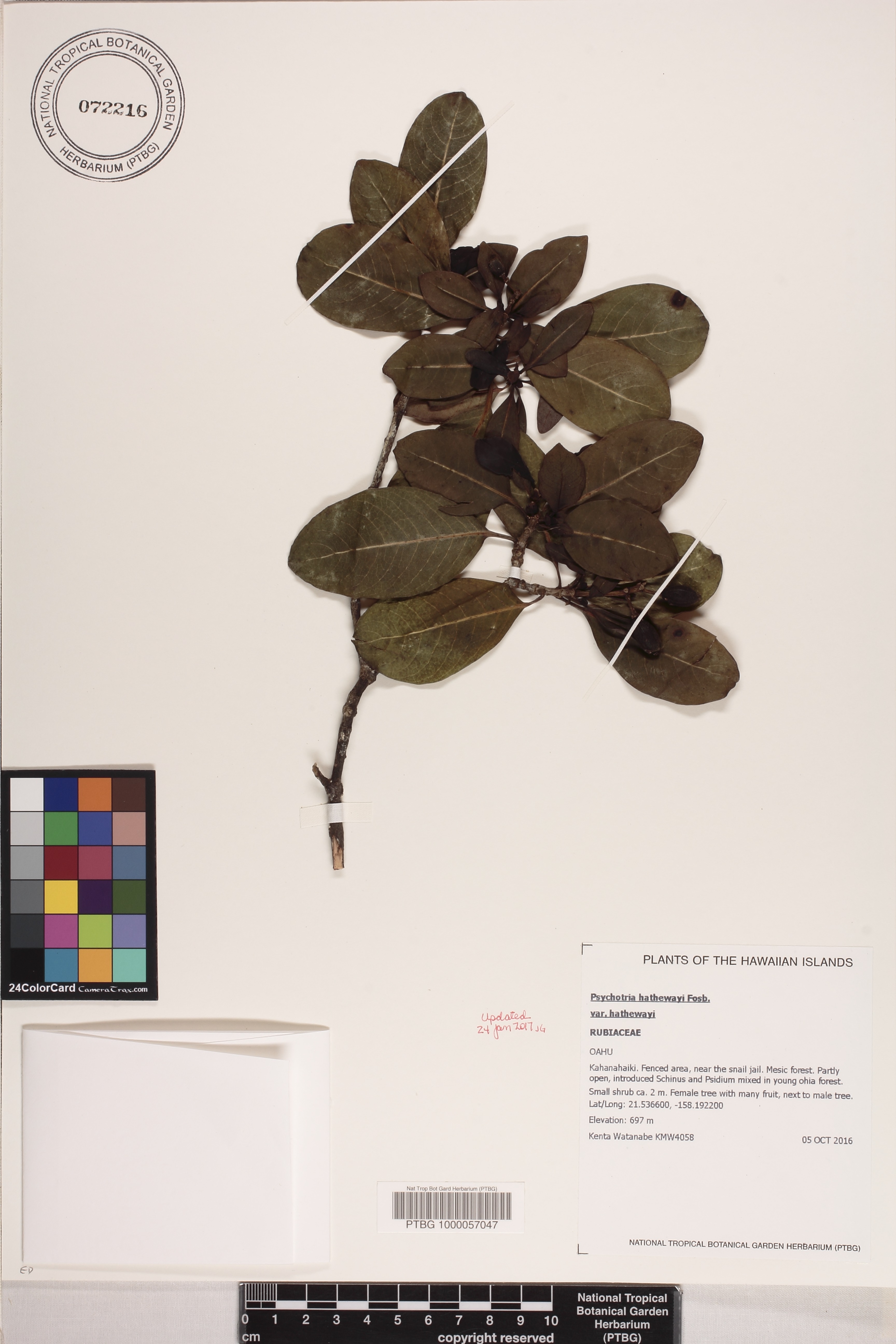 Psychotria hathewayi var. hathewayi image