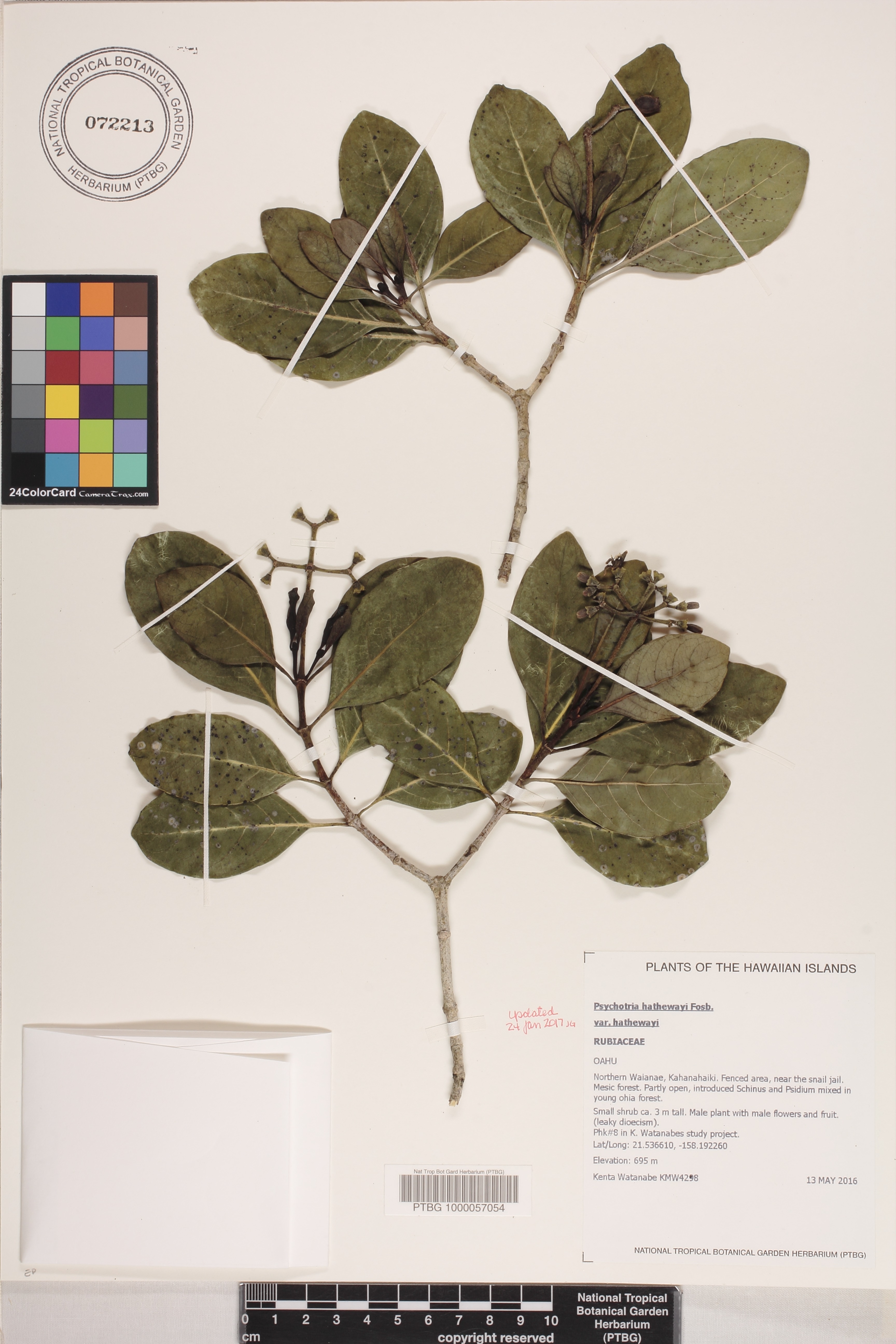 Psychotria hathewayi var. hathewayi image
