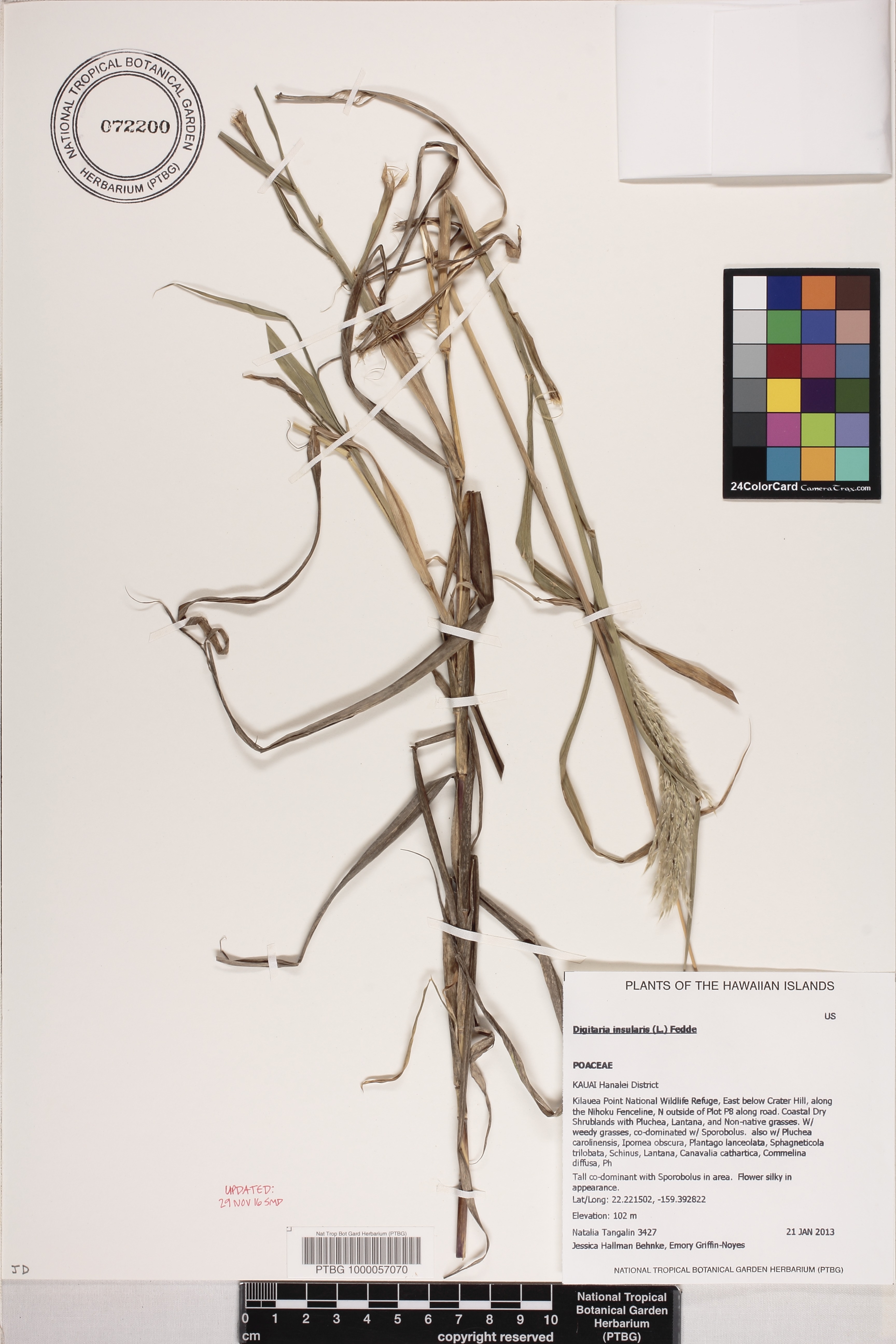 Digitaria insularis image