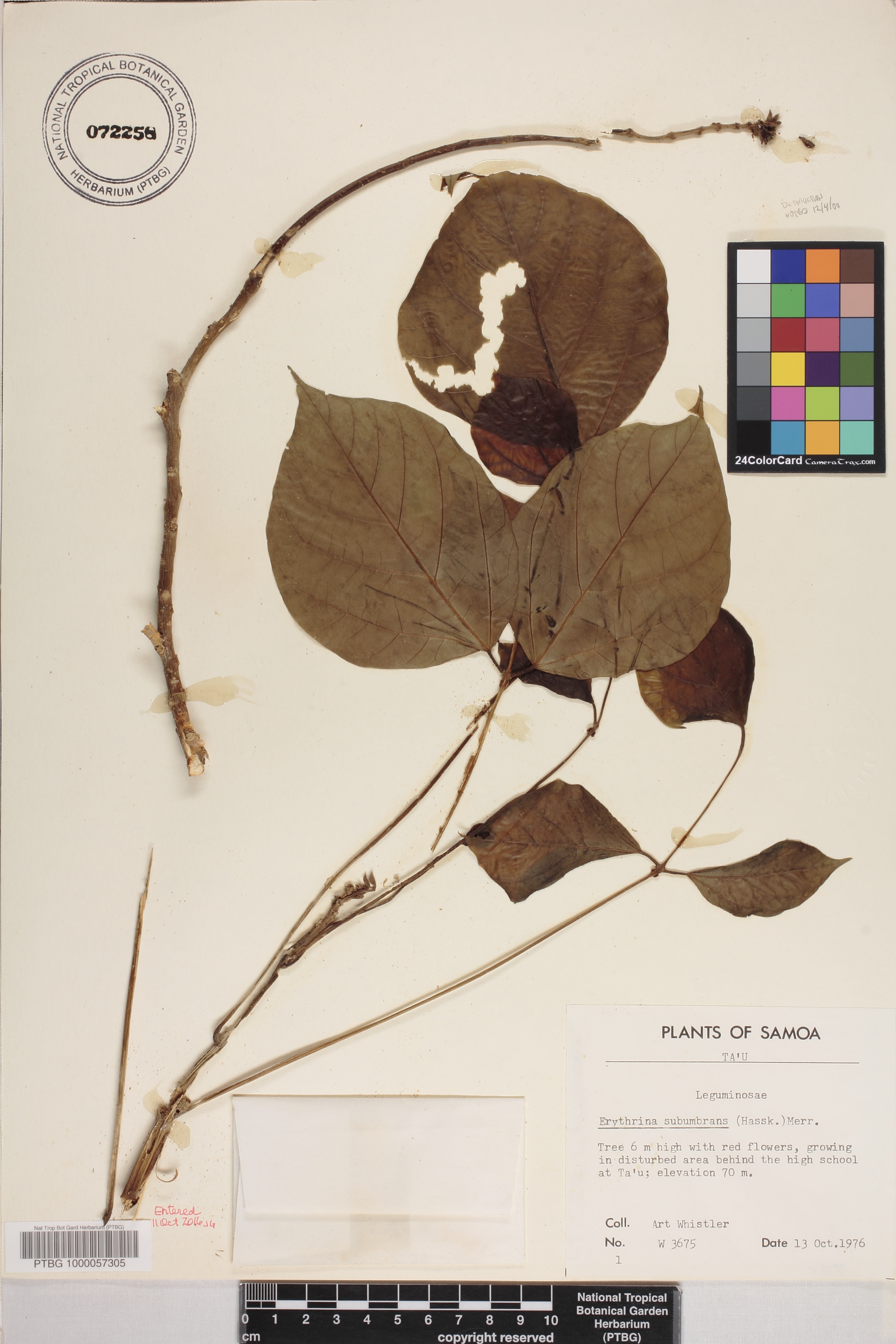 Erythrina image