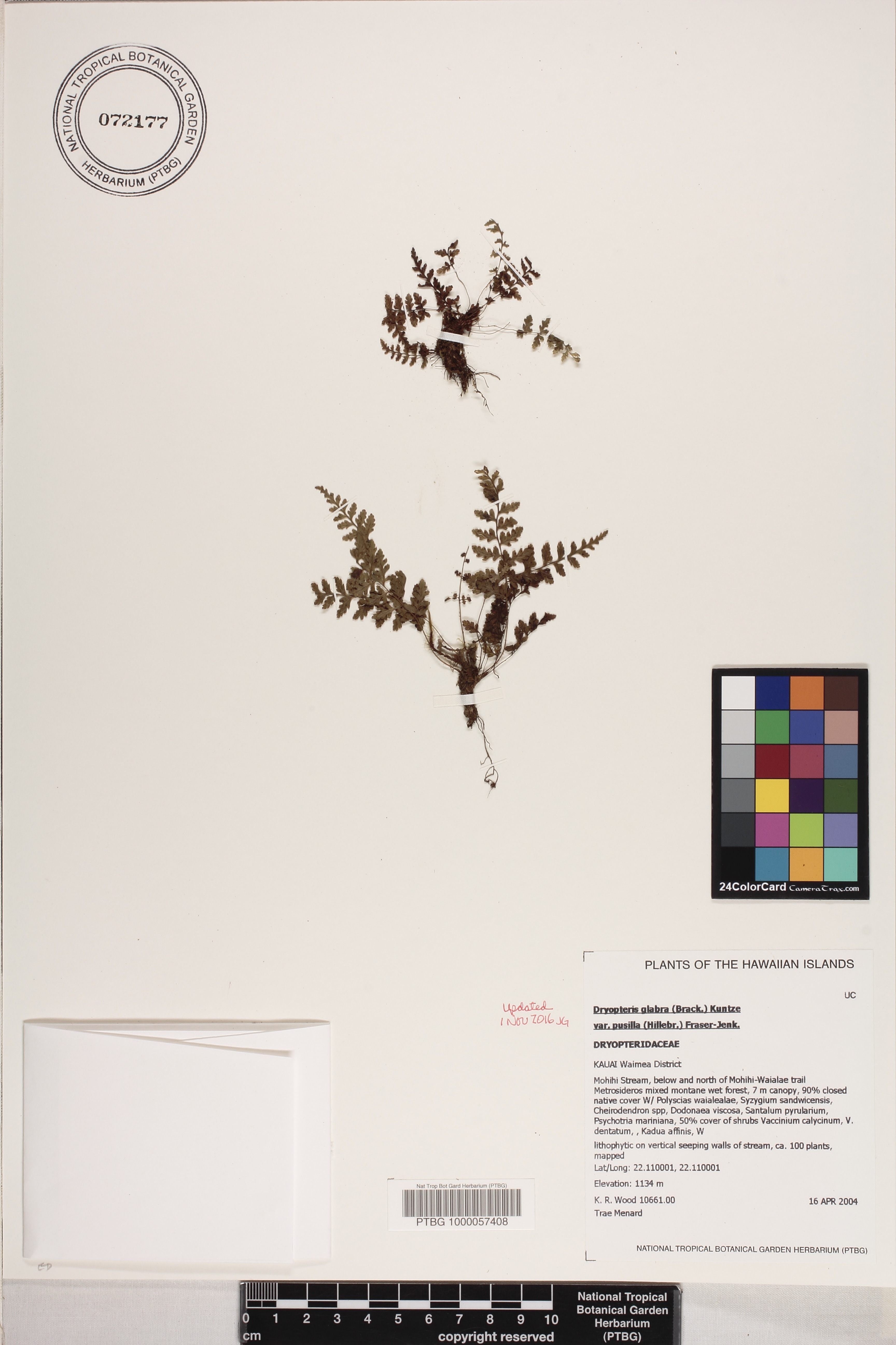 Dryopteris glabra var. pusilla image