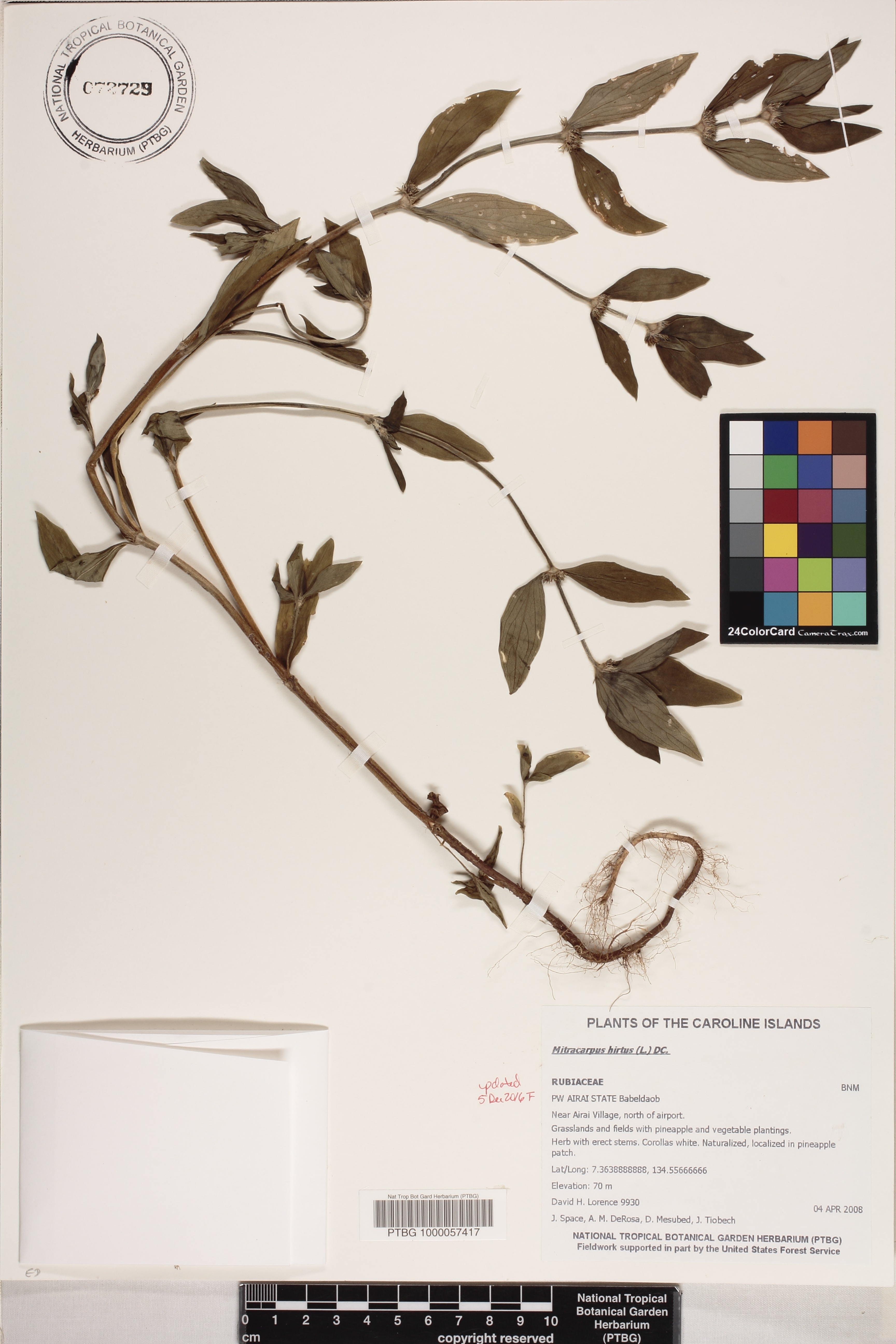 Mitracarpus hirtus image