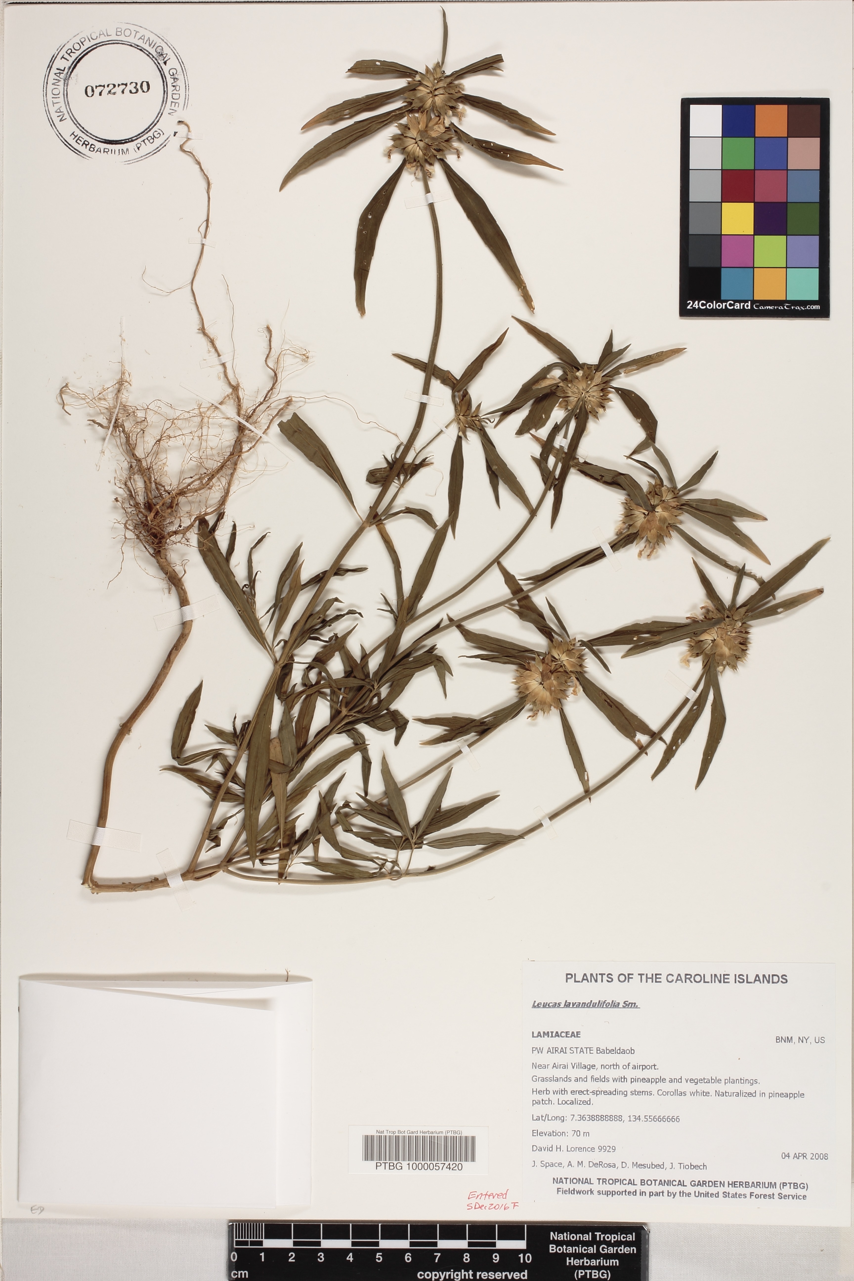 Leucas lavandulifolia image