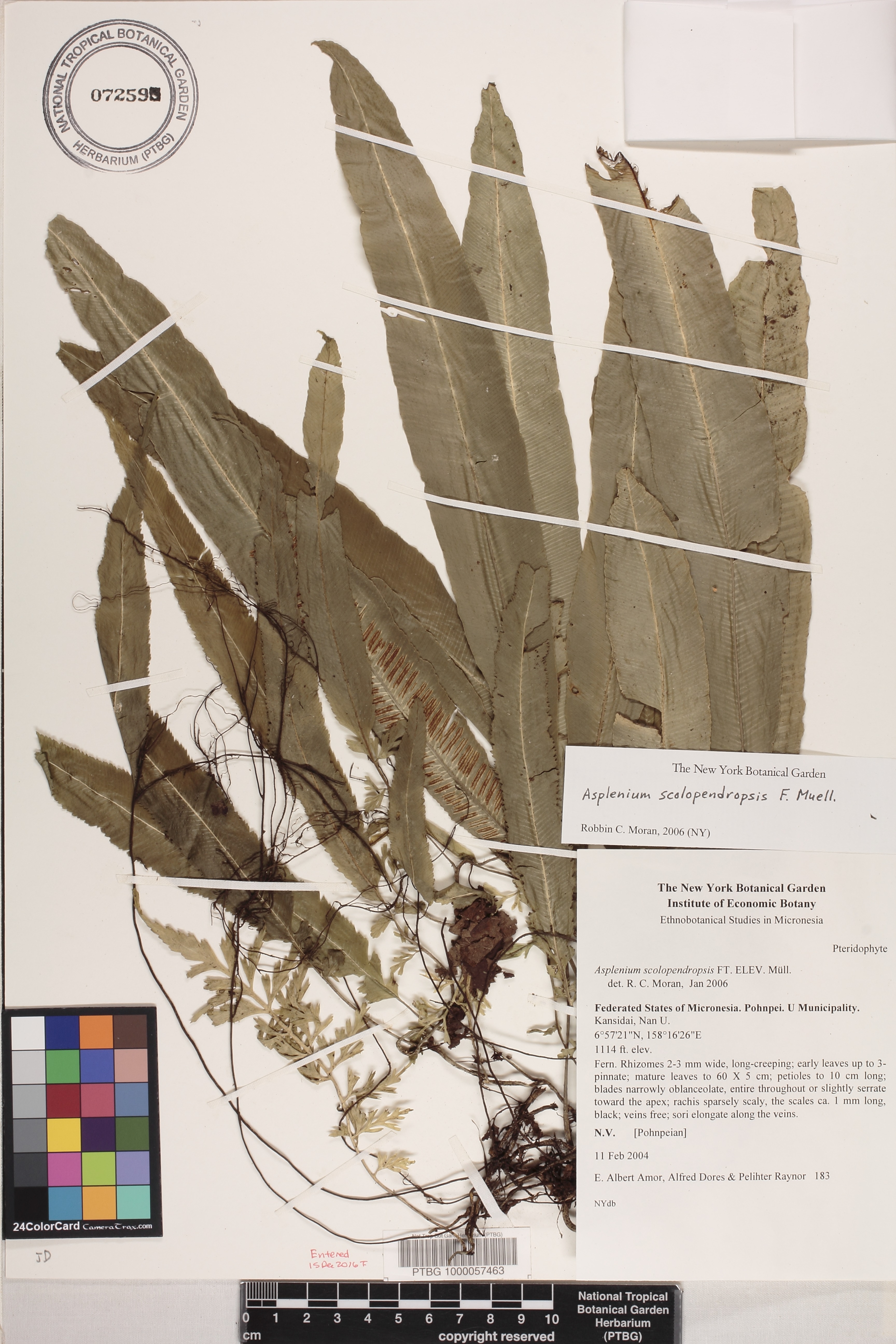 Asplenium insulanum image