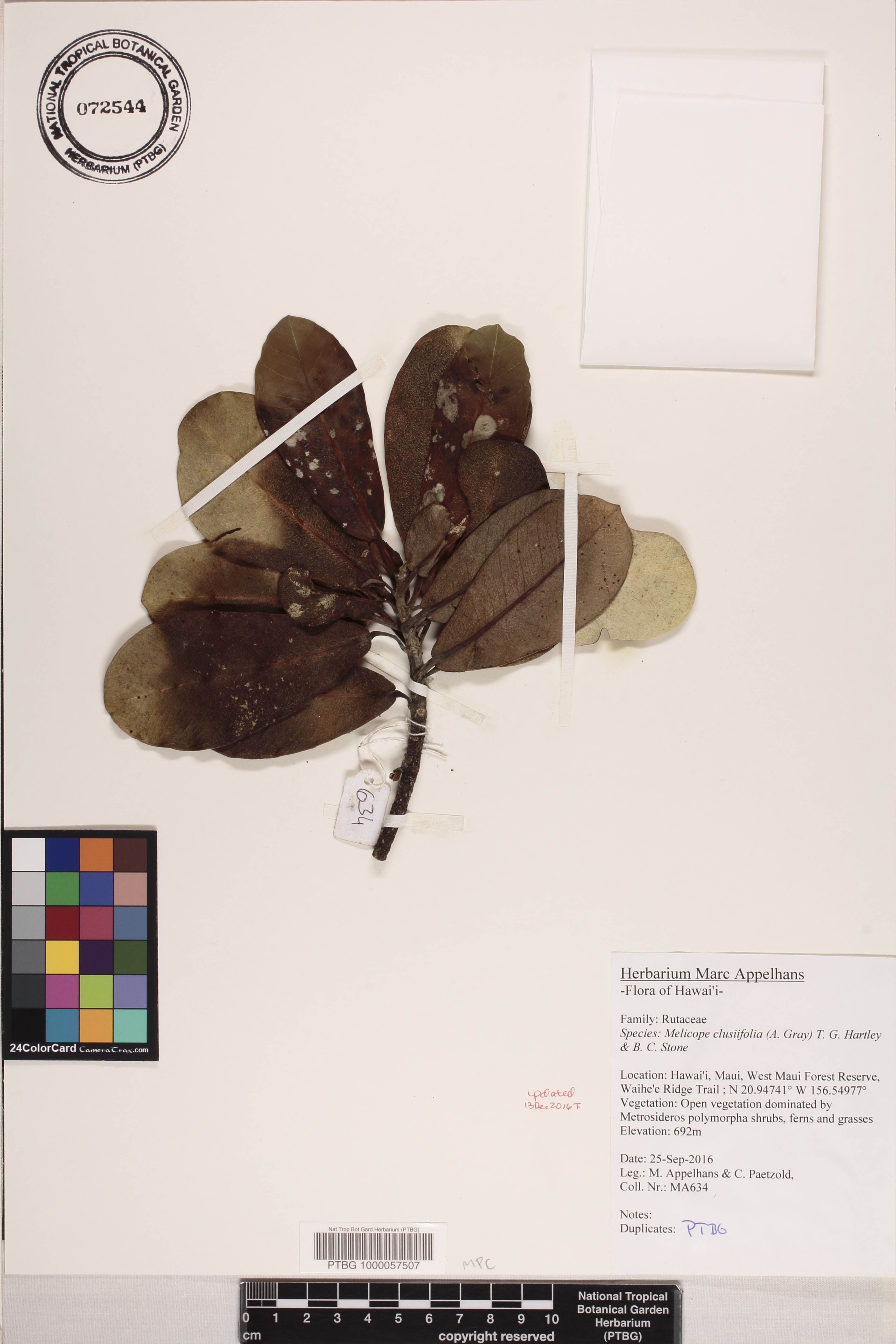 Melicope clusiifolia image