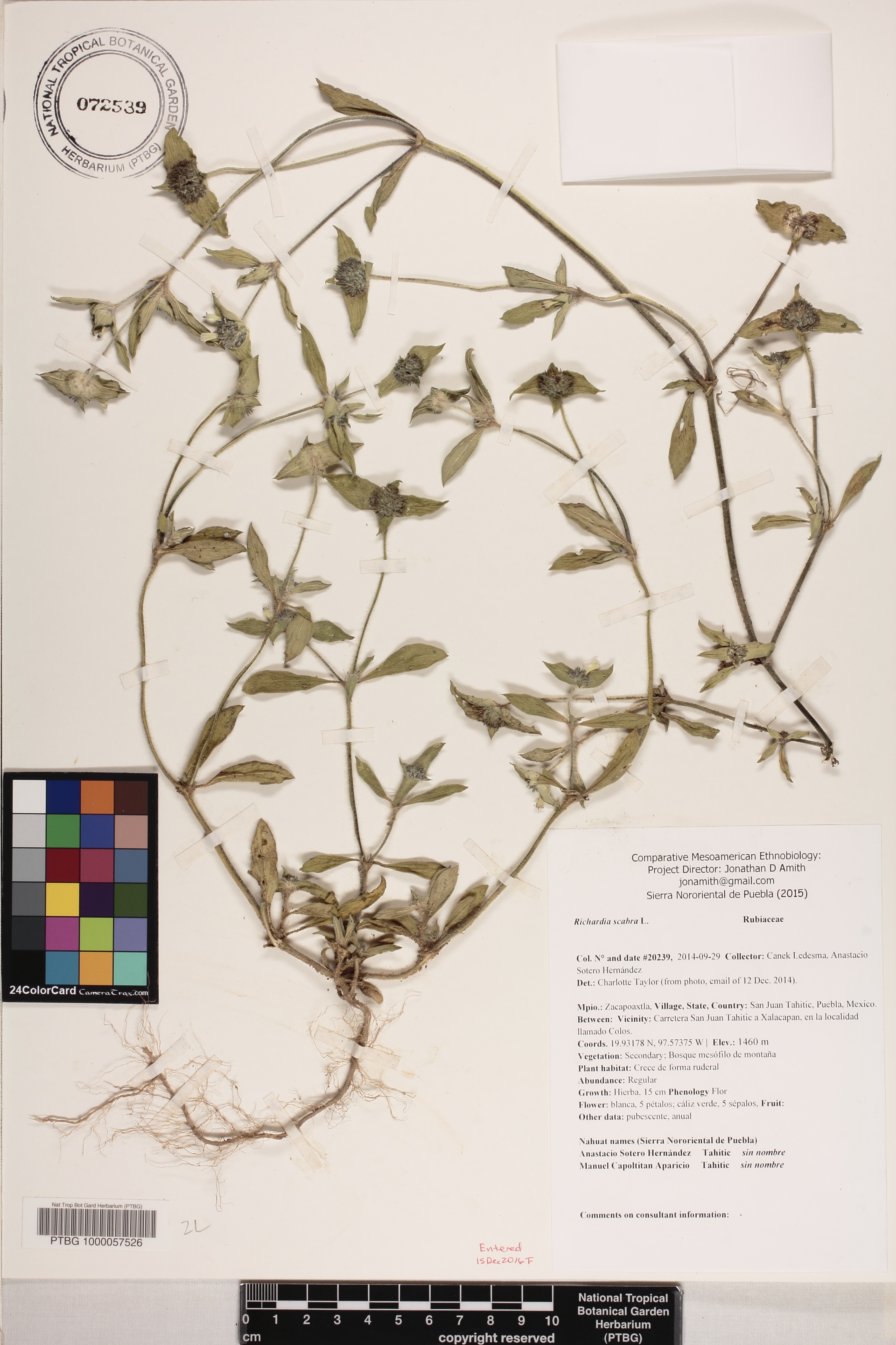 Richardia scabra image