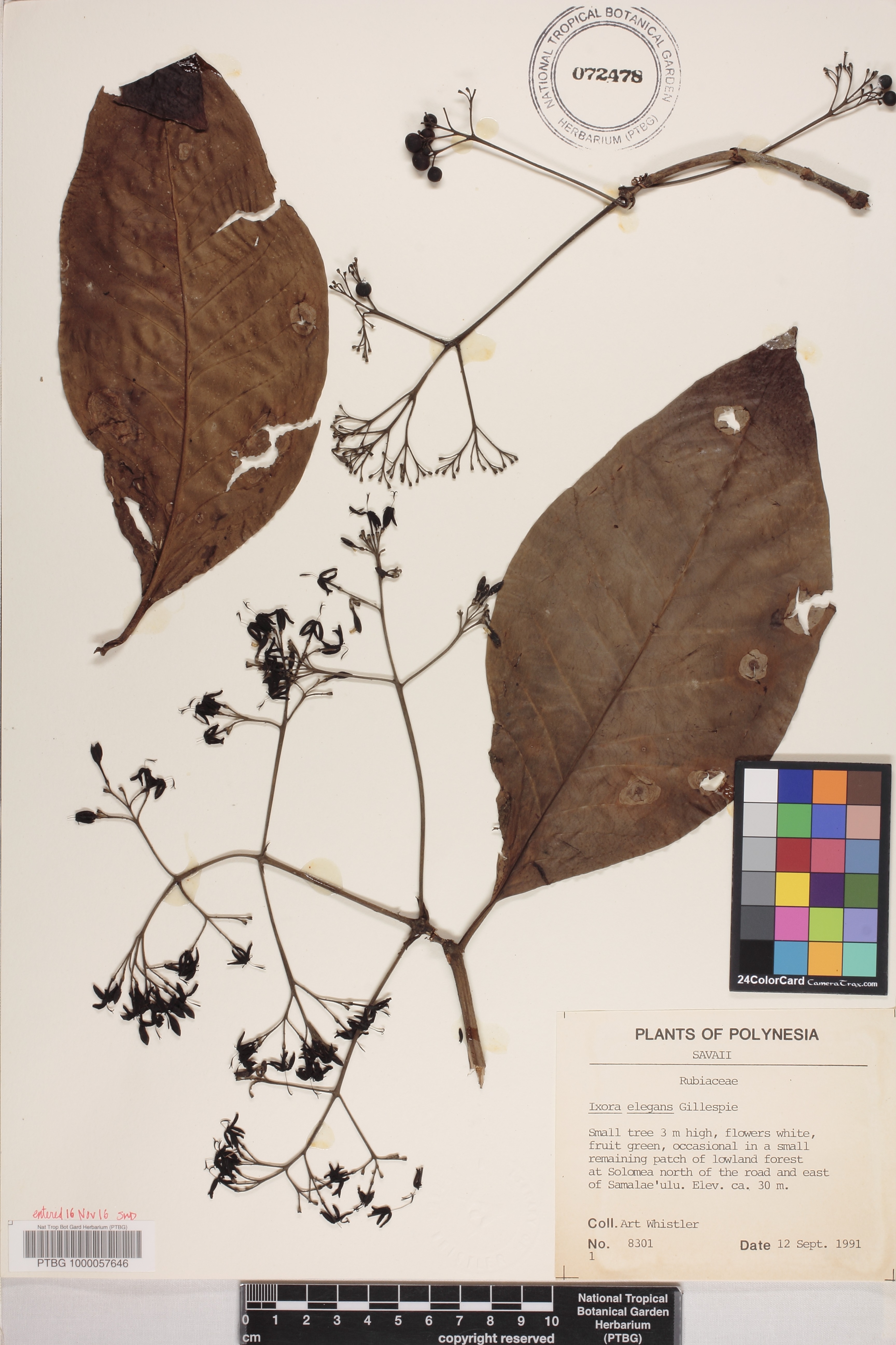 Ixora elegans image
