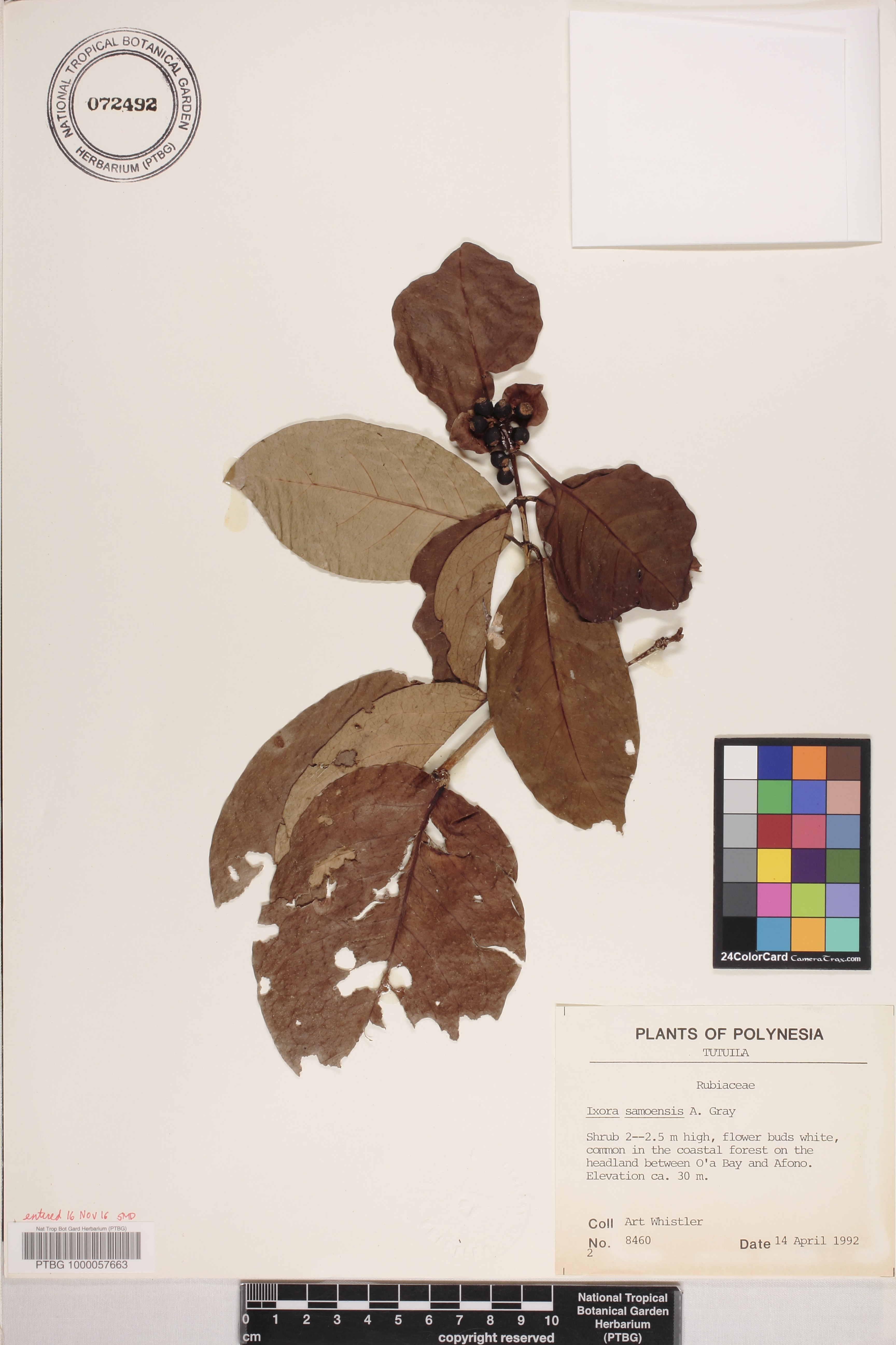 Ixora samoensis image