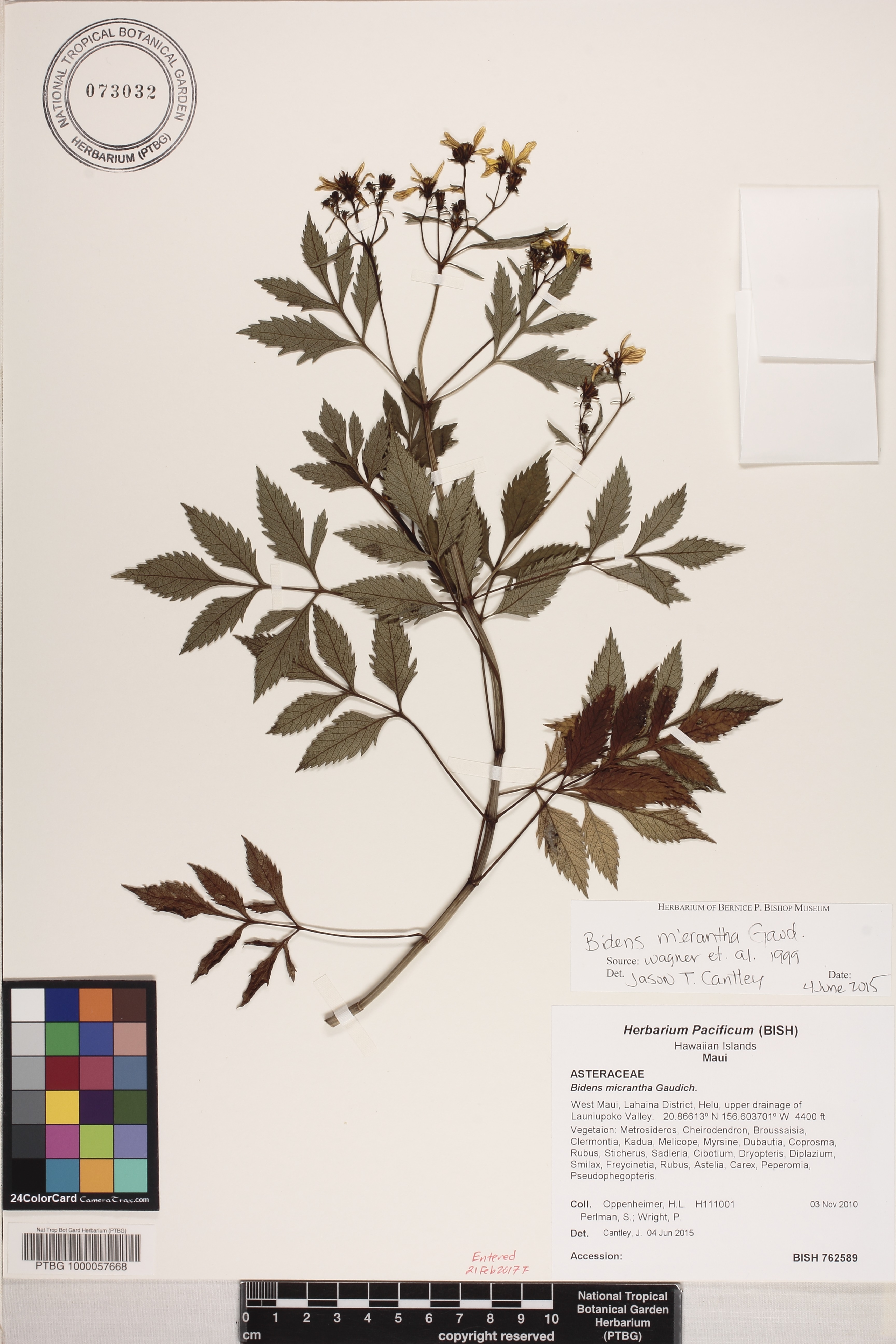 Bidens micrantha image