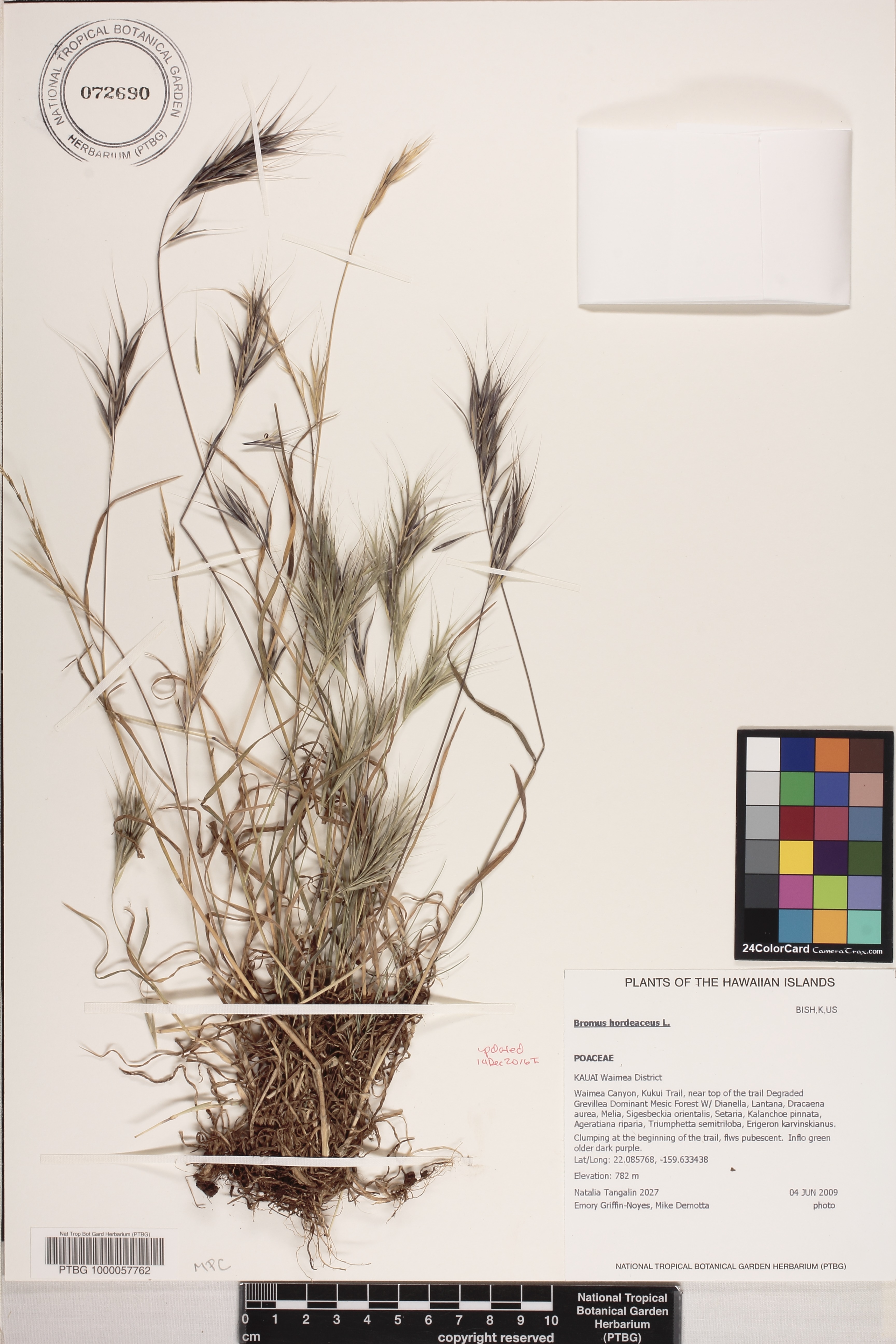 Bromus madritensis image