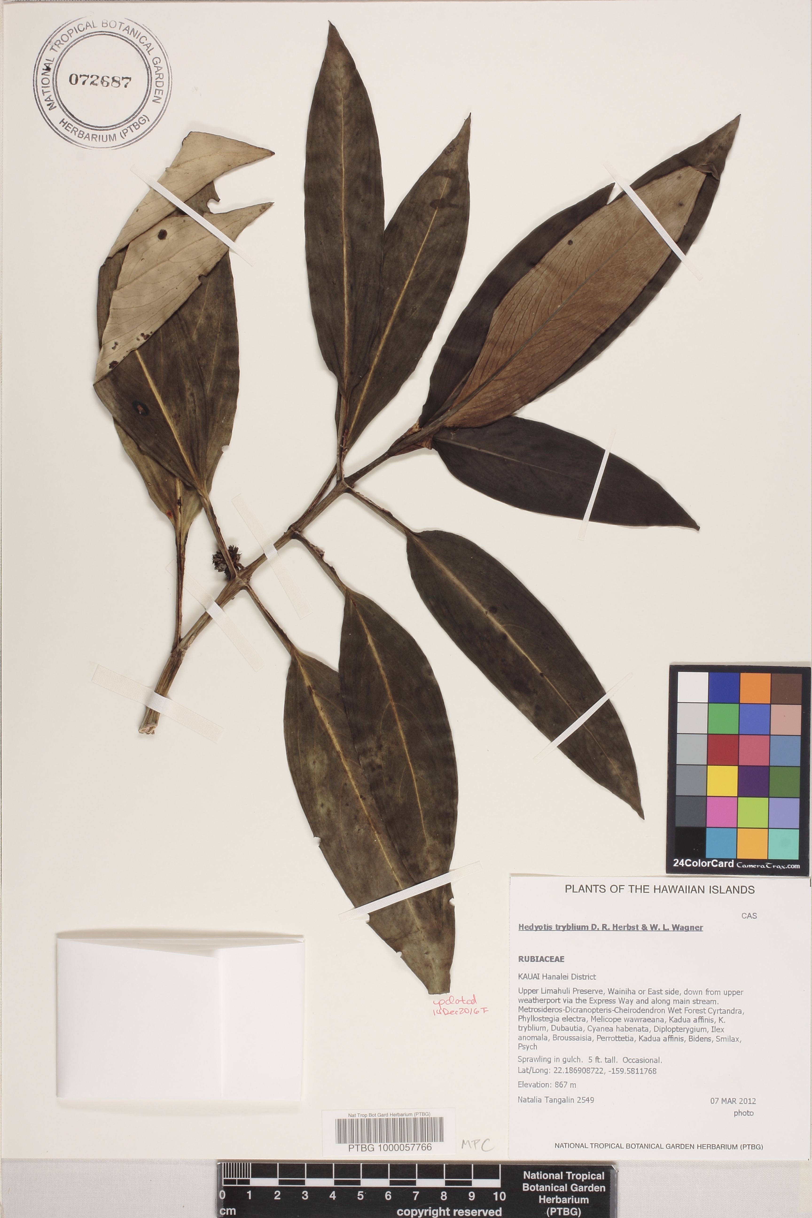 Kadua tryblium image