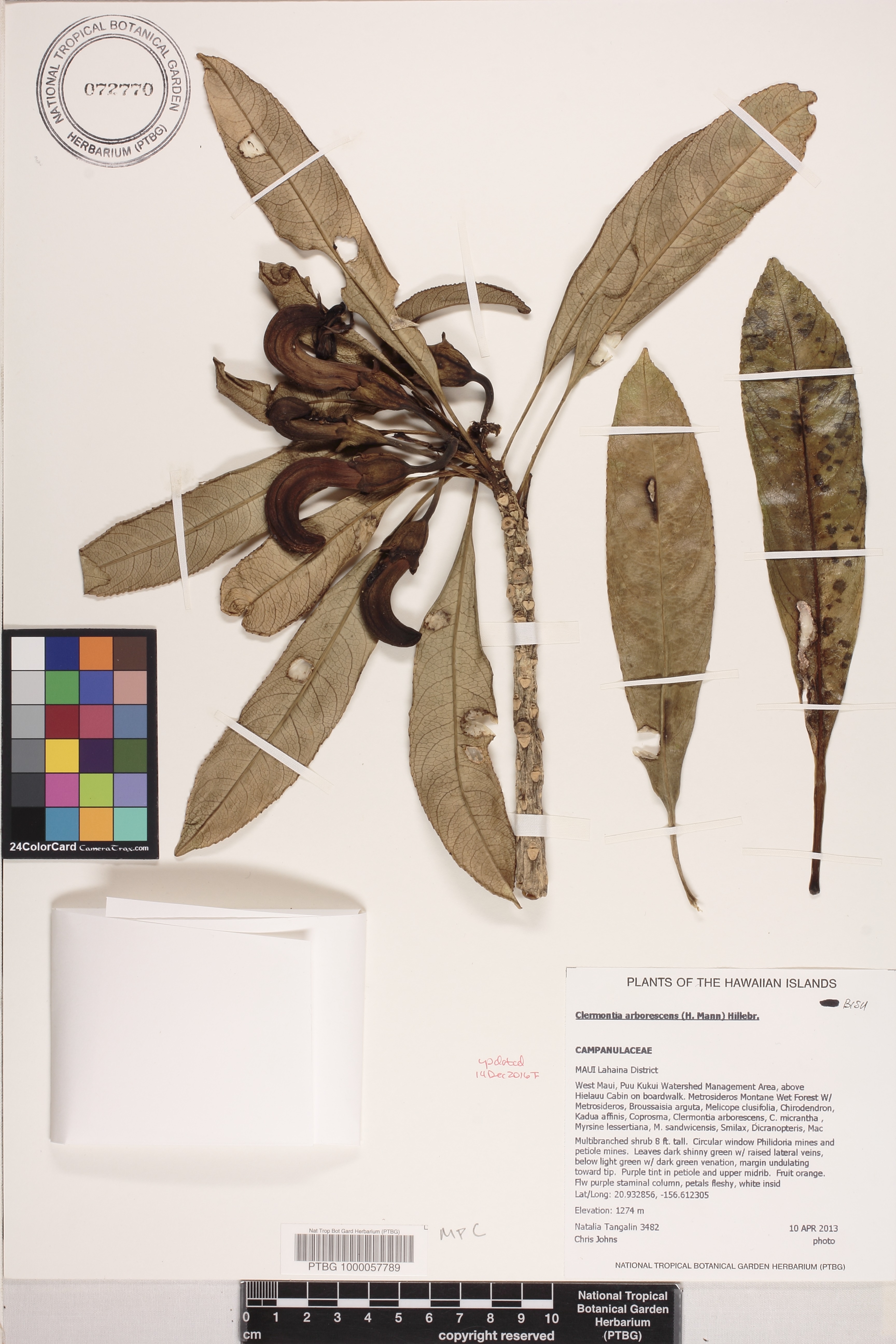 Clermontia arborescens image