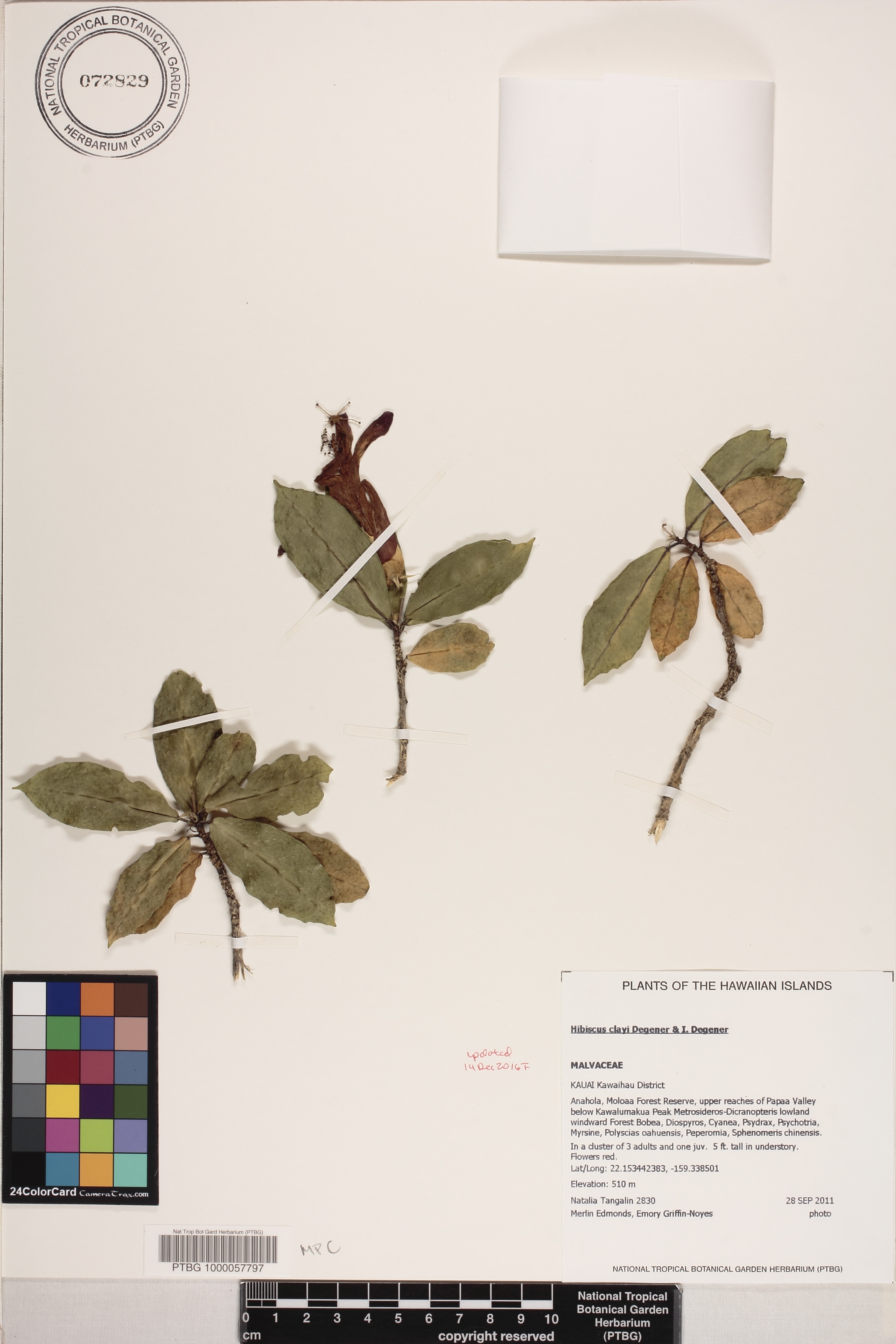 Hibiscus clayi image