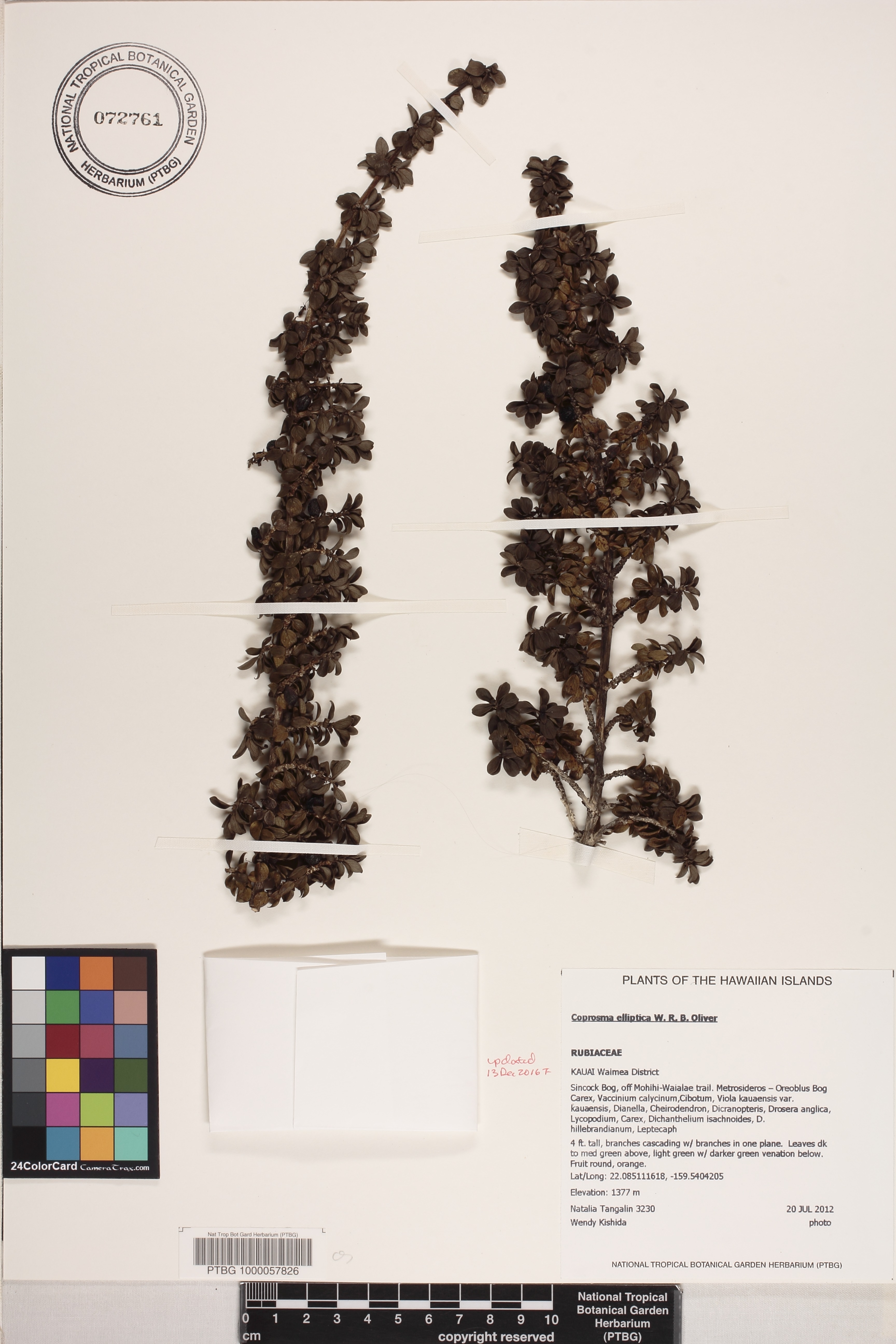 Coprosma elliptica image