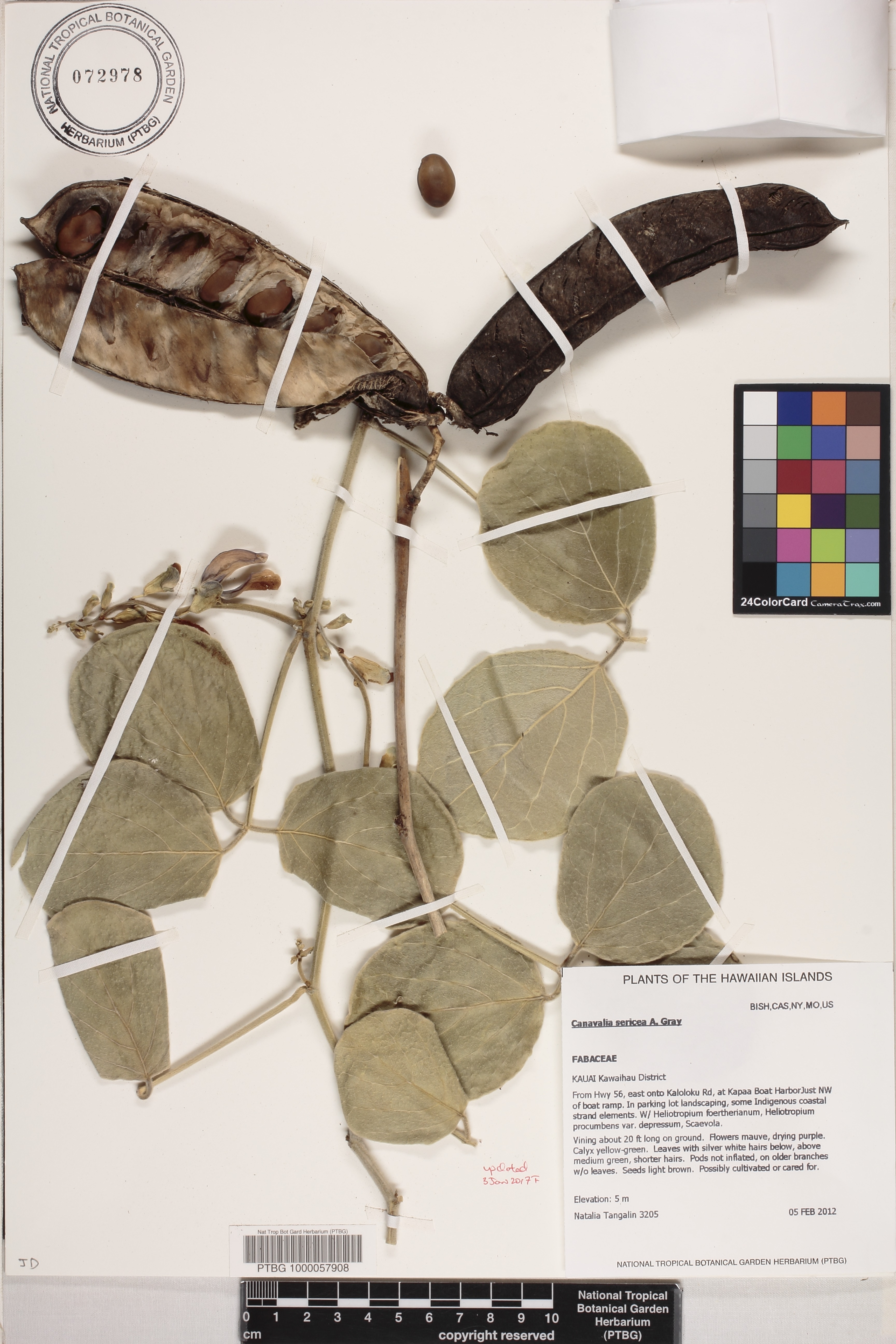 Canavalia sericea image