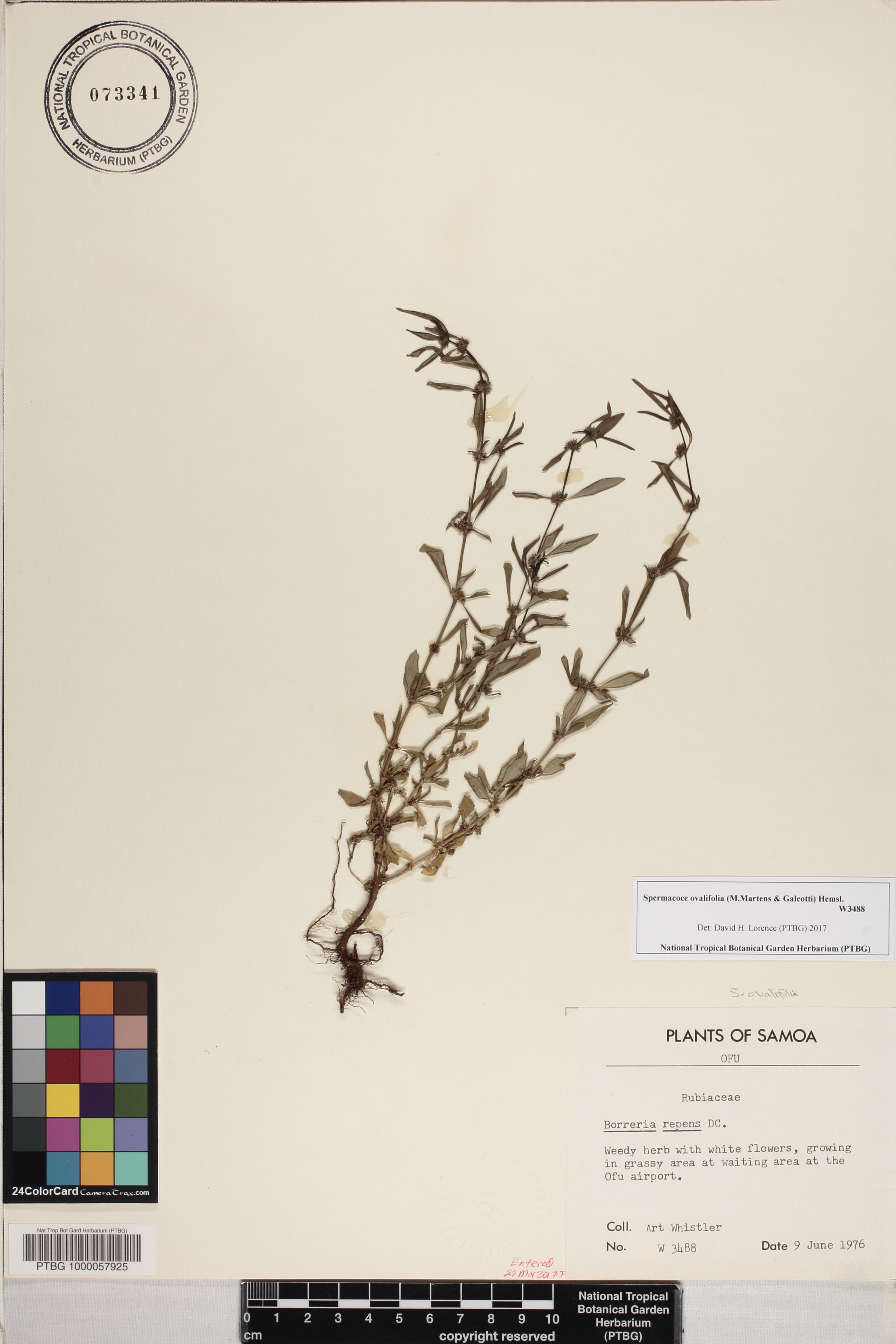 Spermacoce ovalifolia image